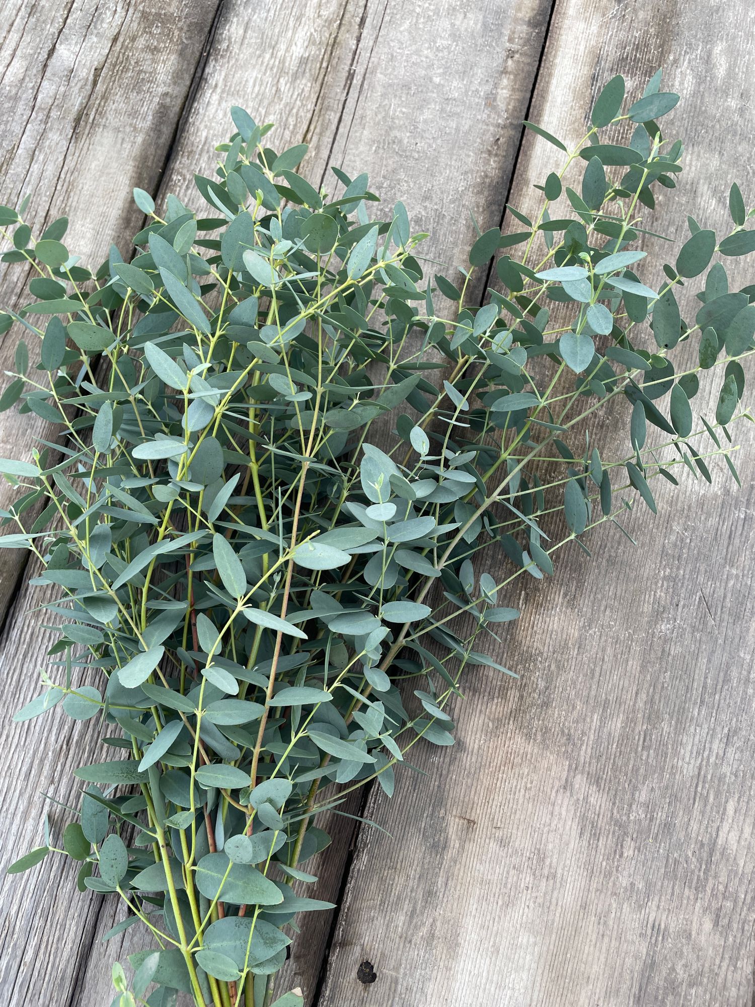 EUCALYPTUS
