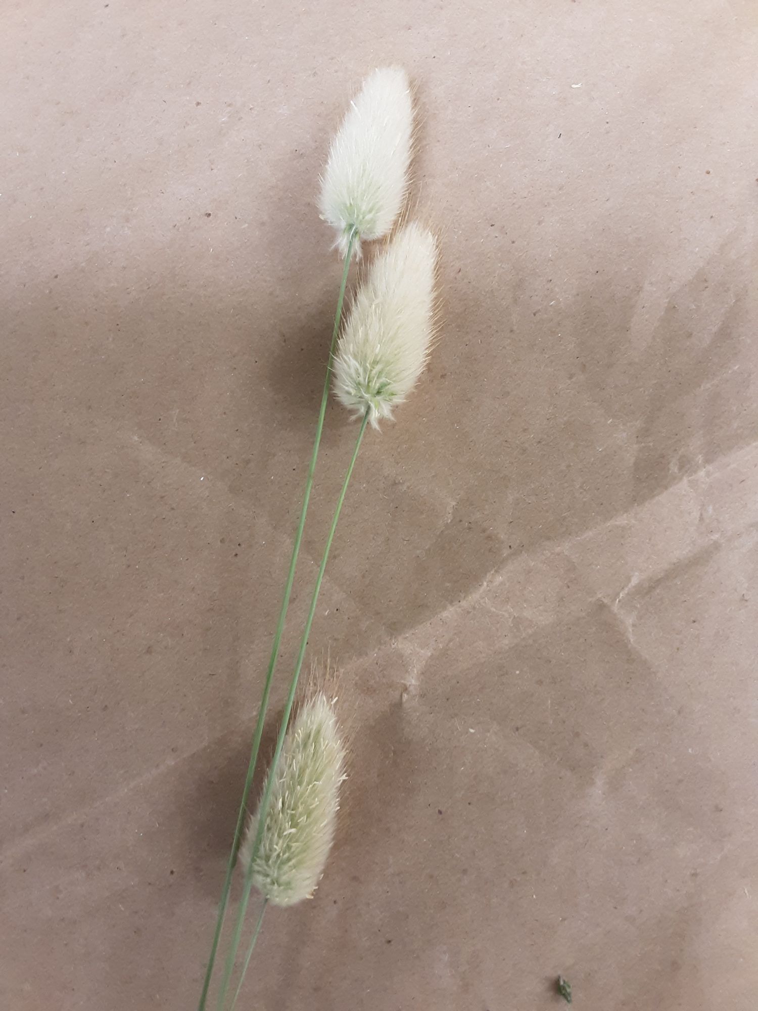 LAGURUS ovatus