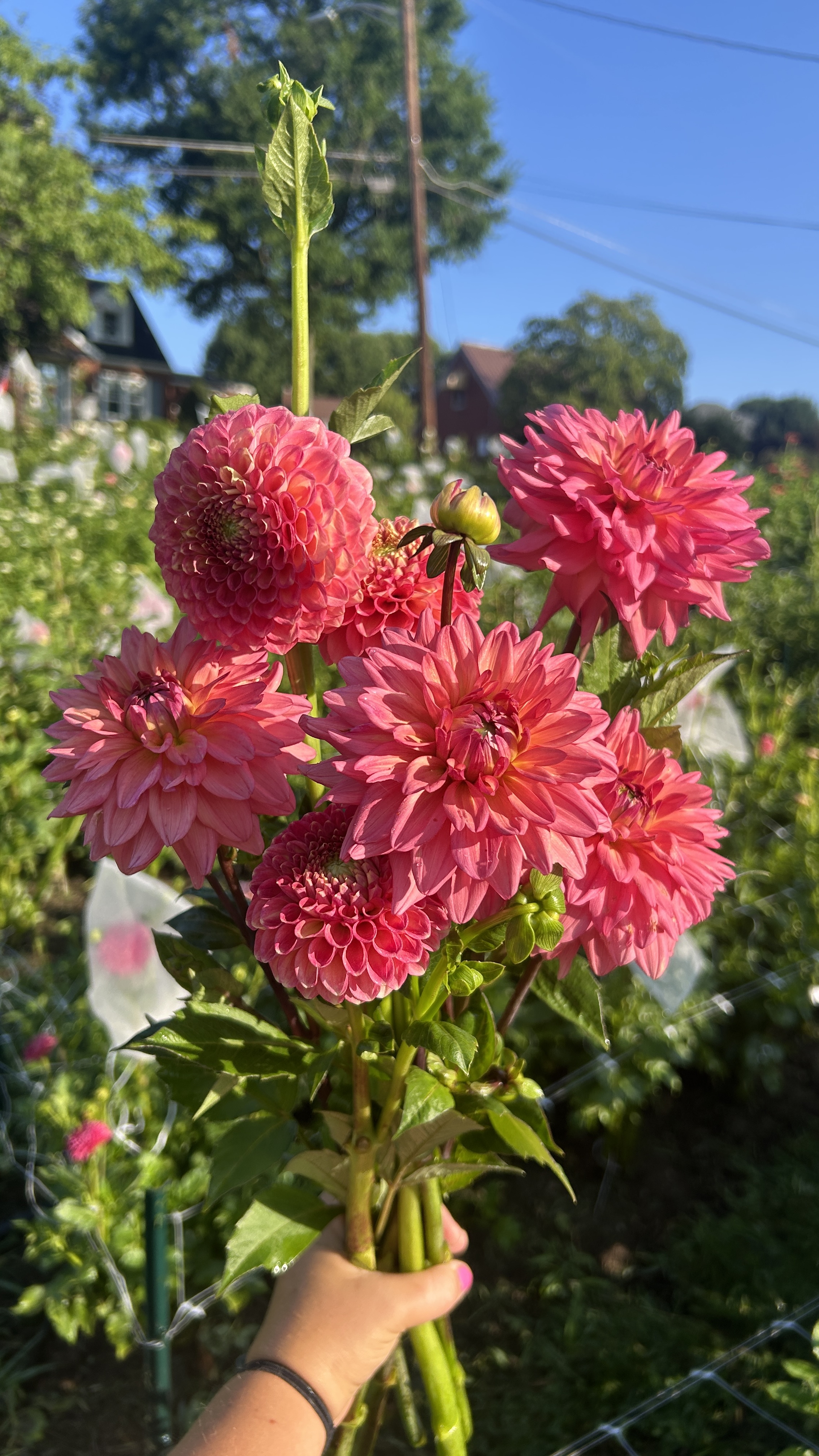 DAHLIA