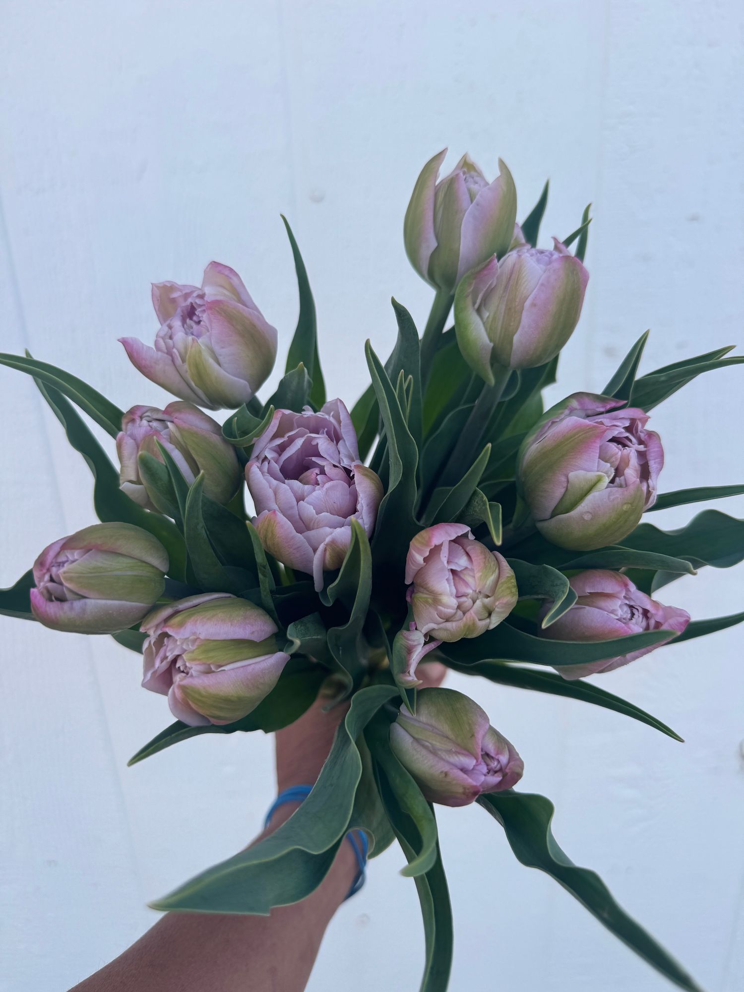 TULIPA Katinka