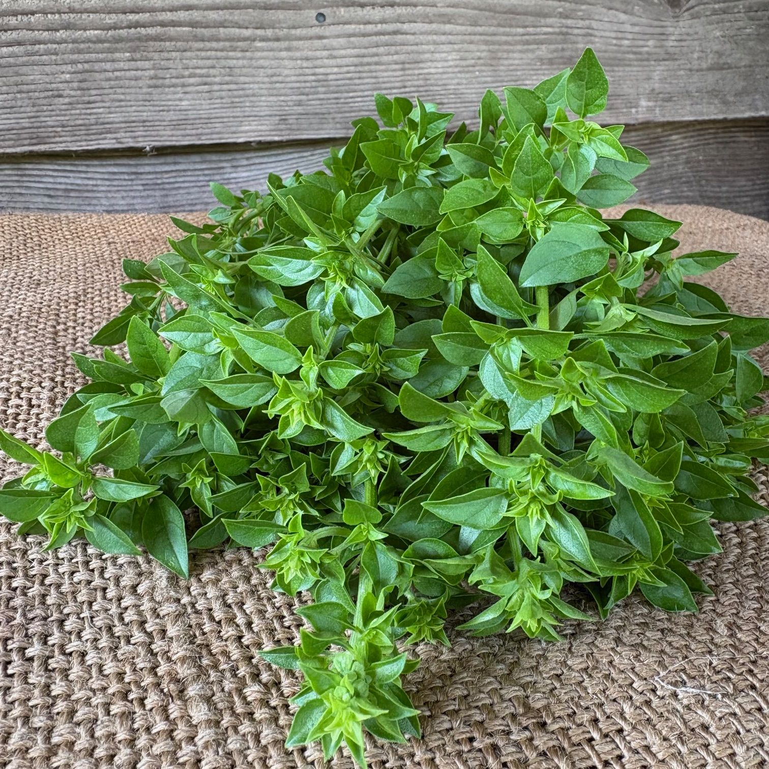 Herb, Basil, Verde Piccole