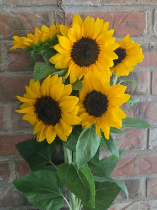 HELIANTHUS annuus ProCut Lemon