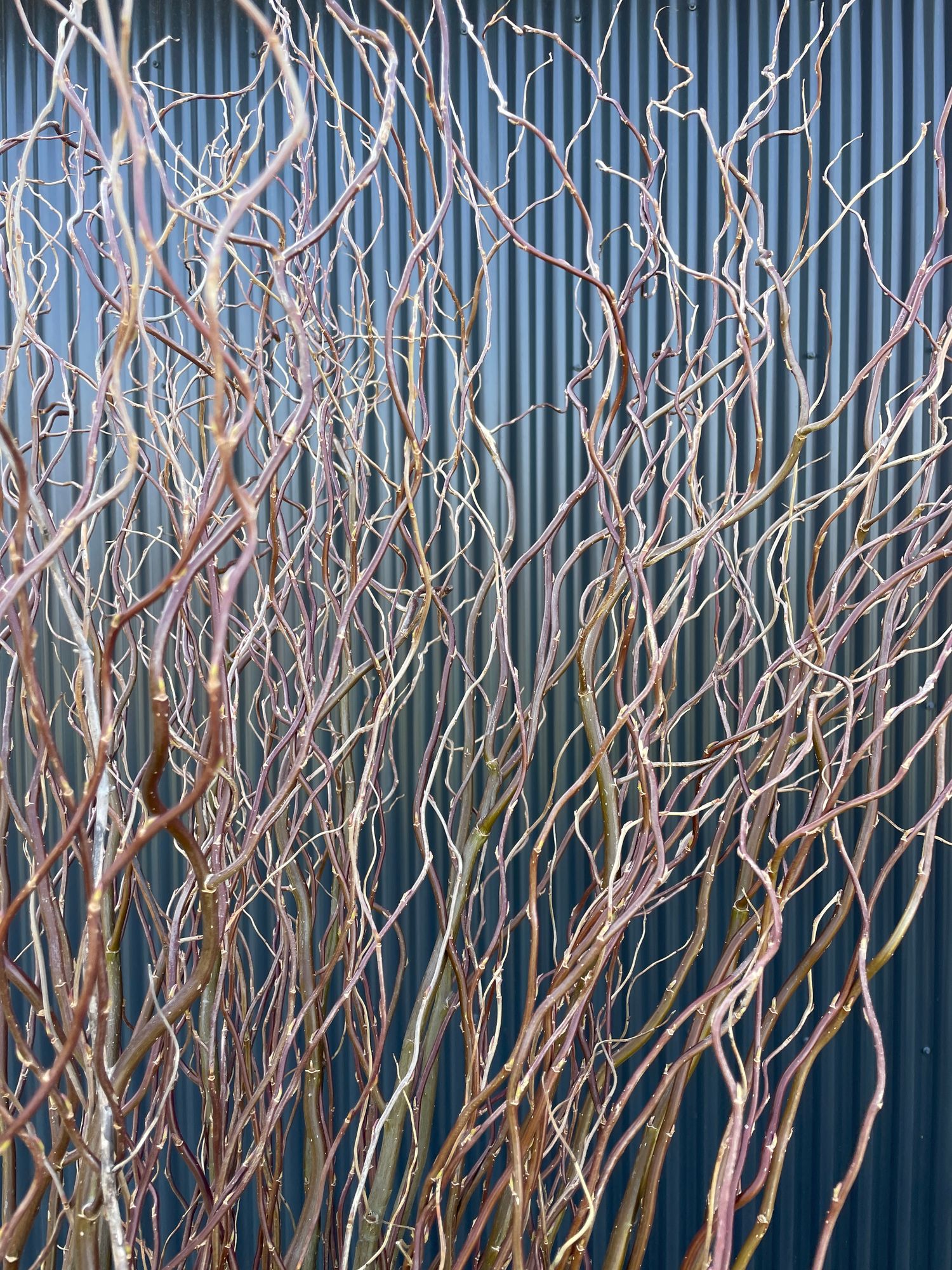 SALIX matsudana var. tortuosa