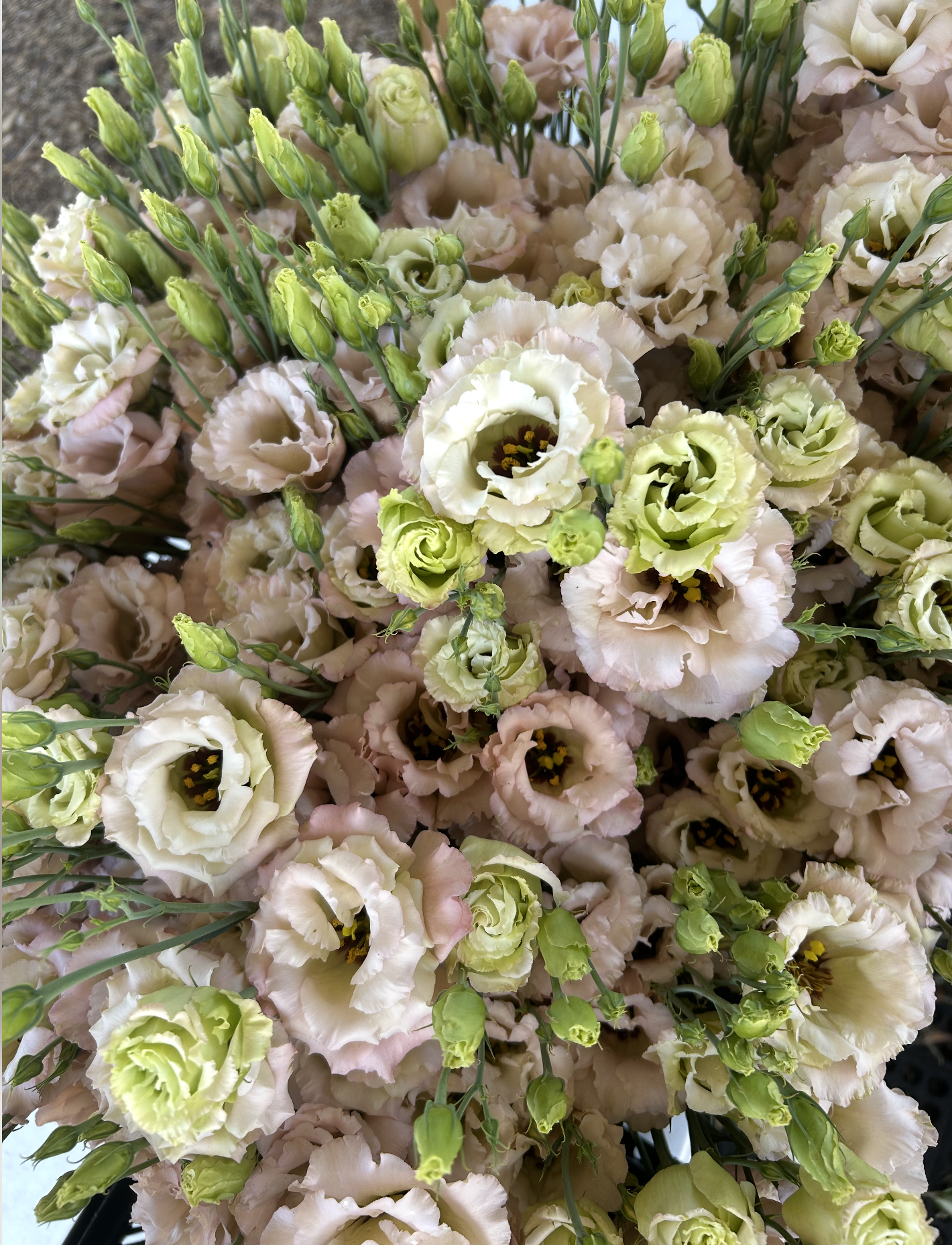 EUSTOMA grandiflorum Celeb Beige Neo