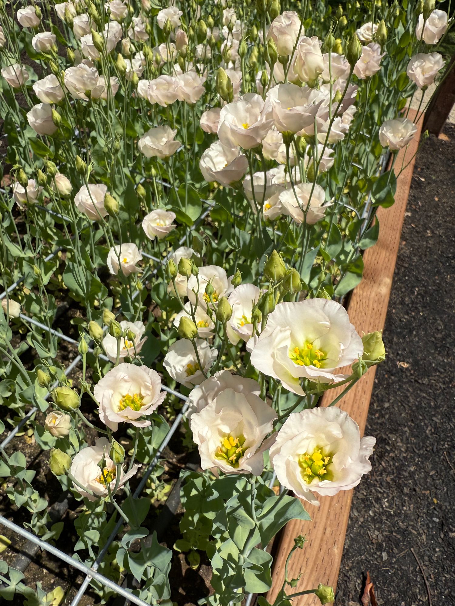 EUSTOMA grandiflorum Sumika Feminine