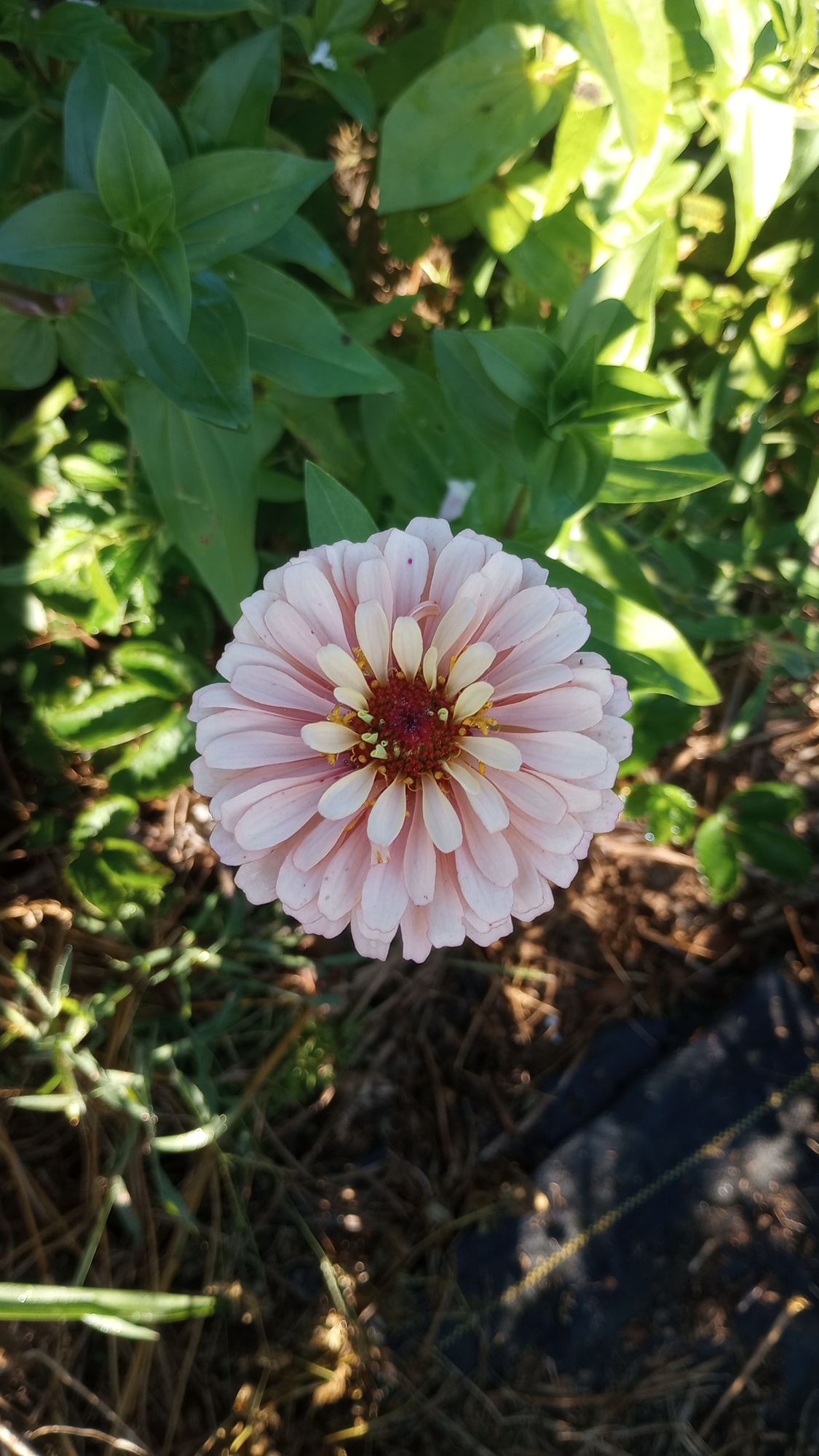 ZINNIA