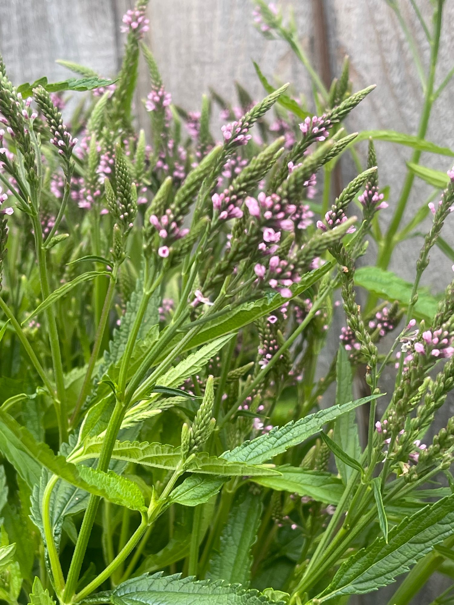 VERBENA hastata