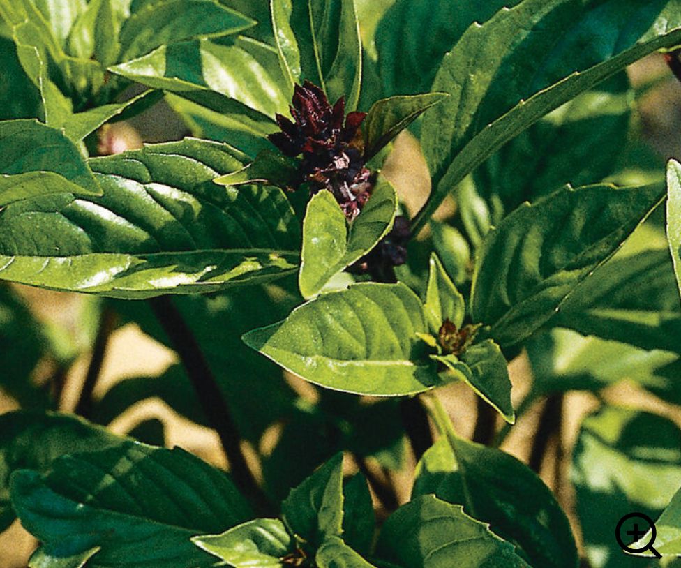 OCIMUM basilicum Cinnamon