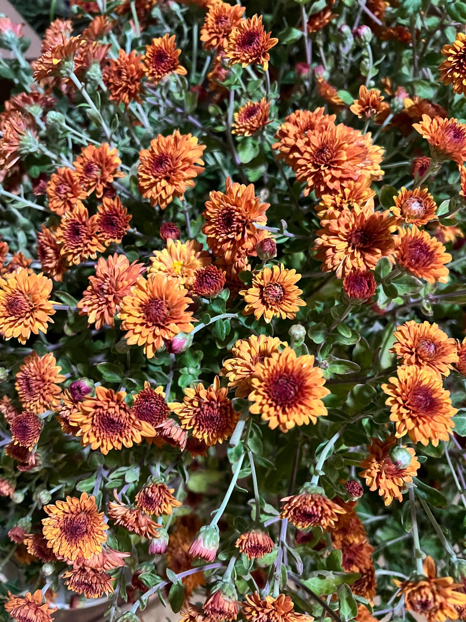 CHRYSANTHEMUM
