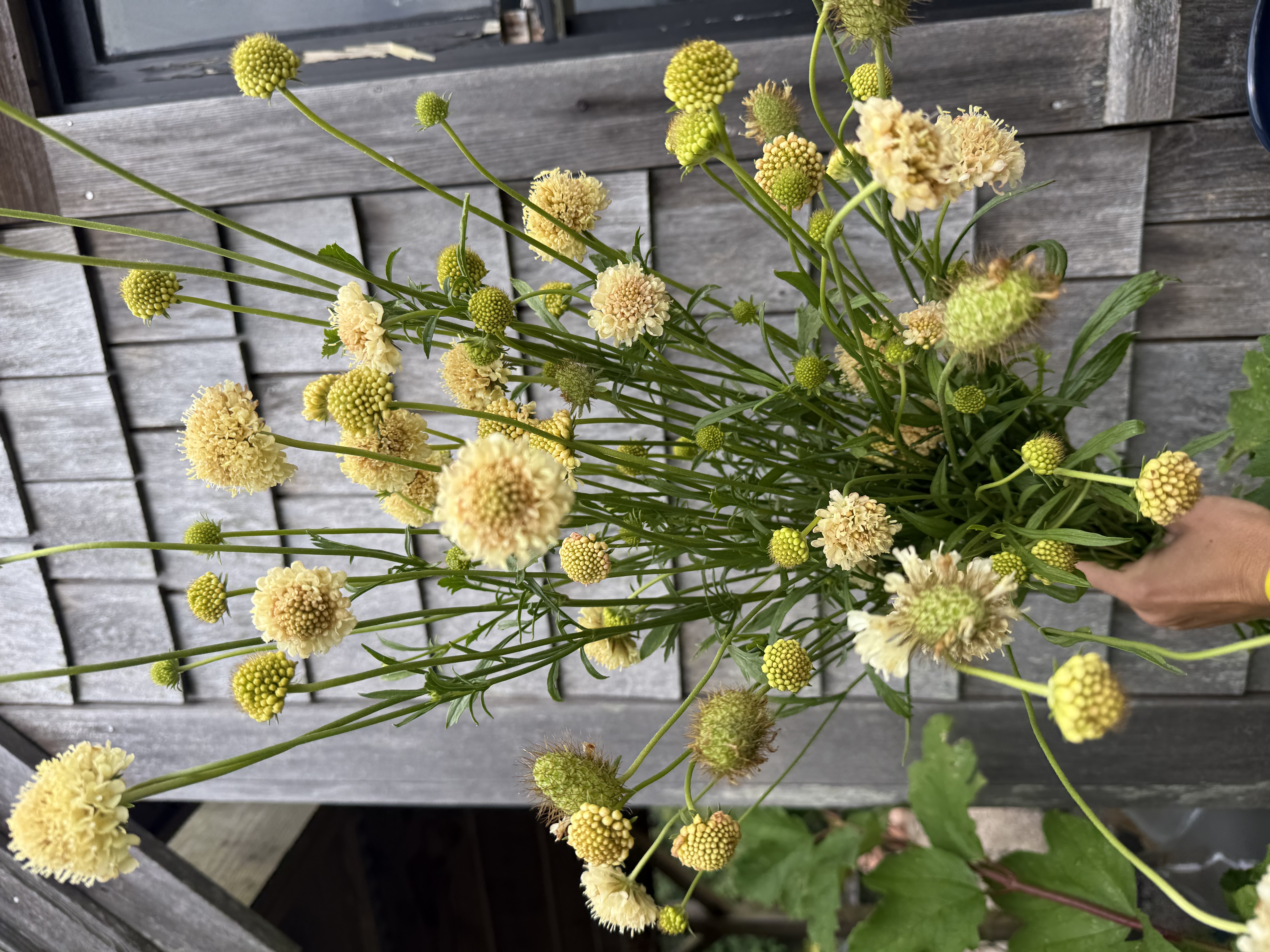 SCABIOSA