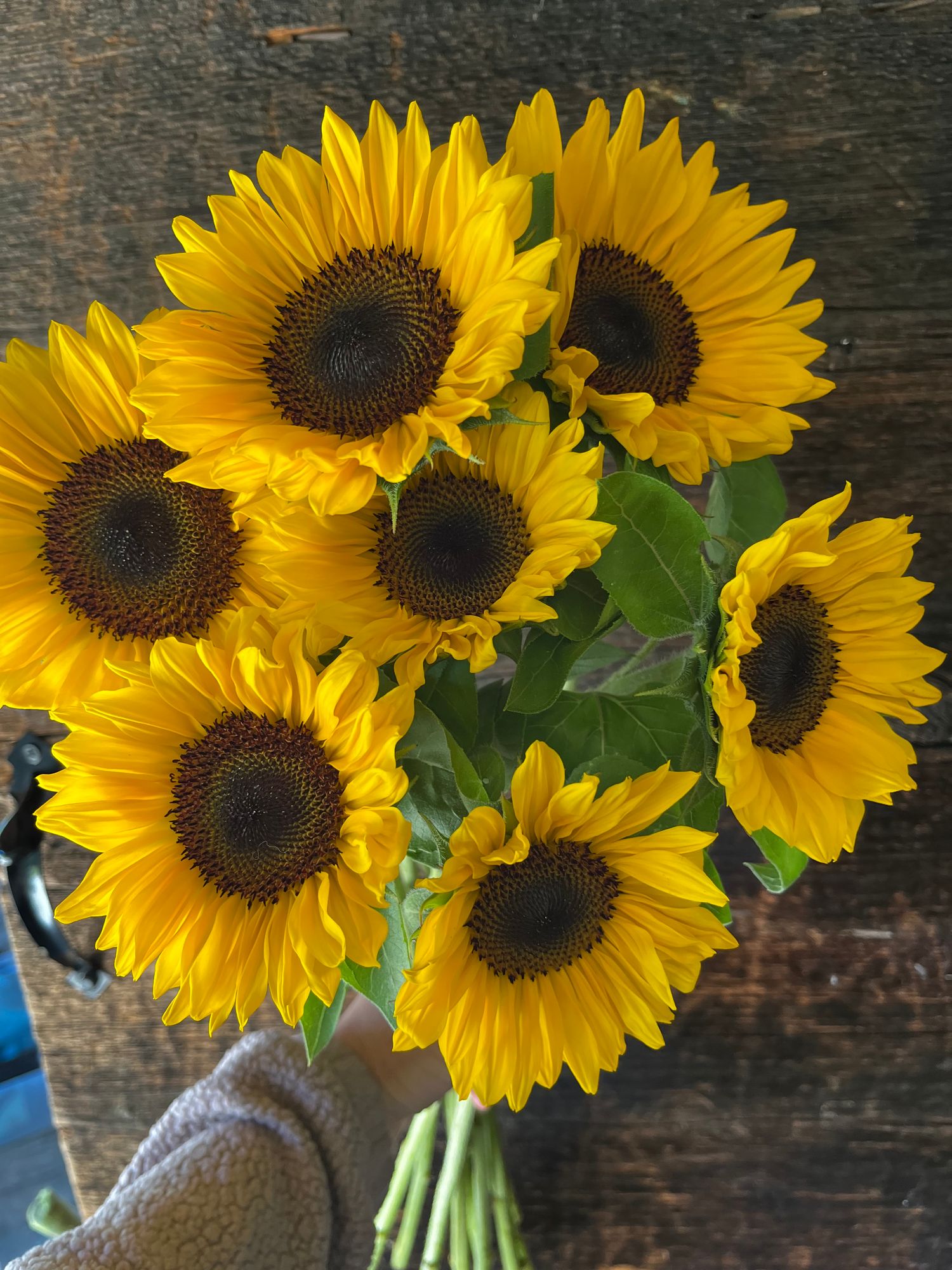 HELIANTHUS annuus ProCut Horizon