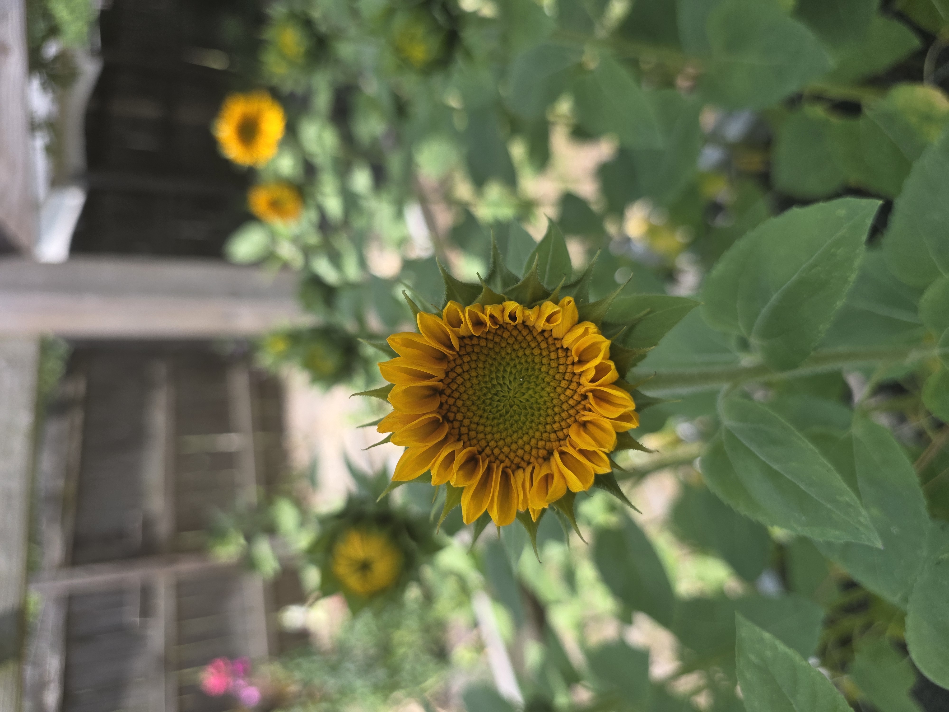 HELIANTHUS annuus ProCut Gold Lite
