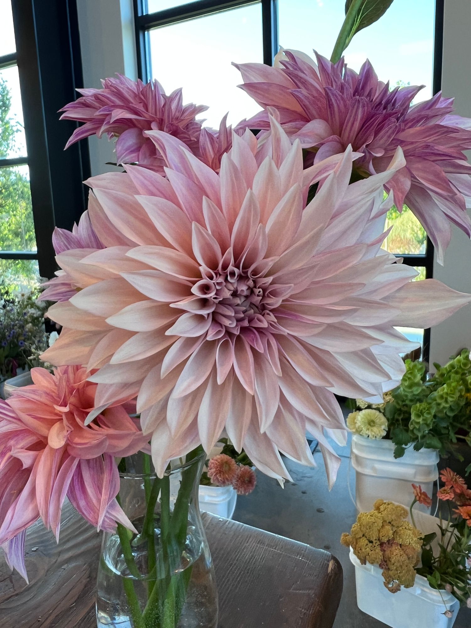 DAHLIA Cafe Au Lait
