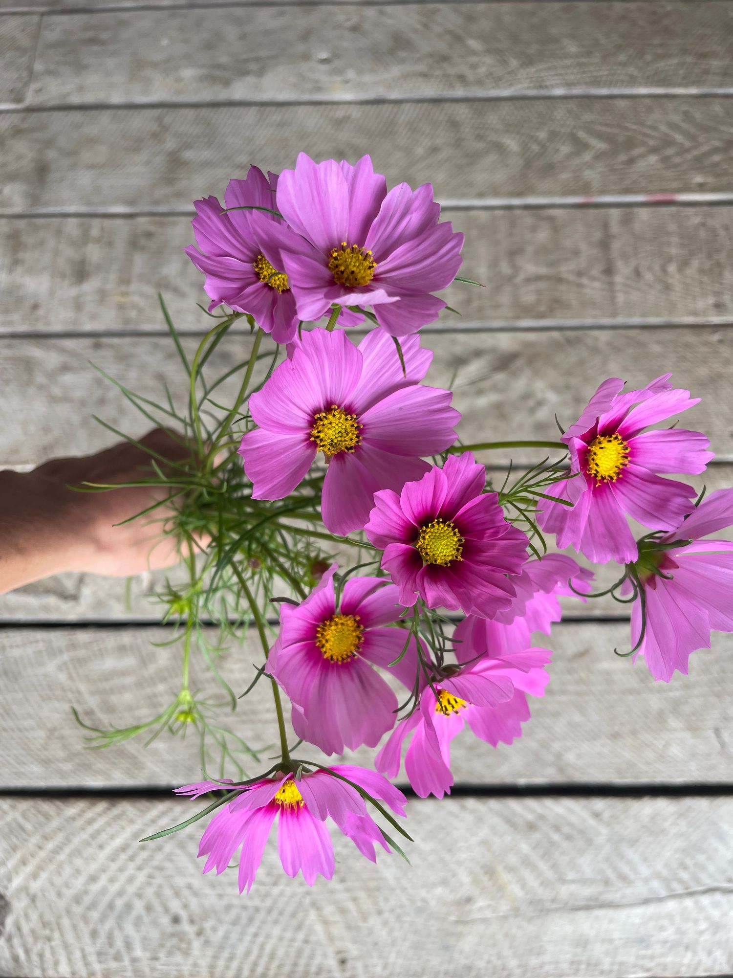 COSMOS bipinnatus