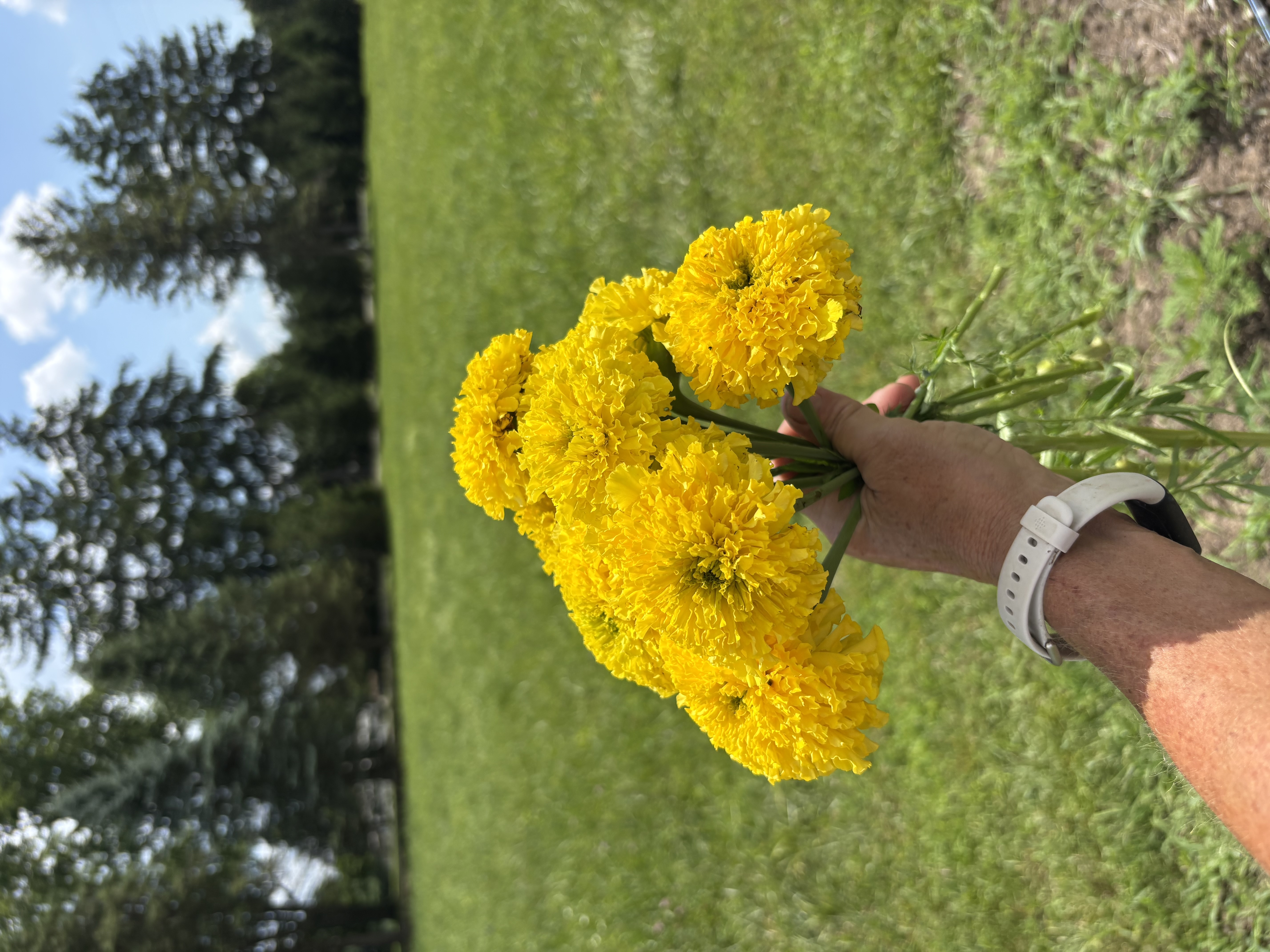 TAGETES erecta Coco Yellow
