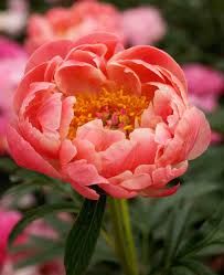 PAEONIA lactiflora Coral Sunset