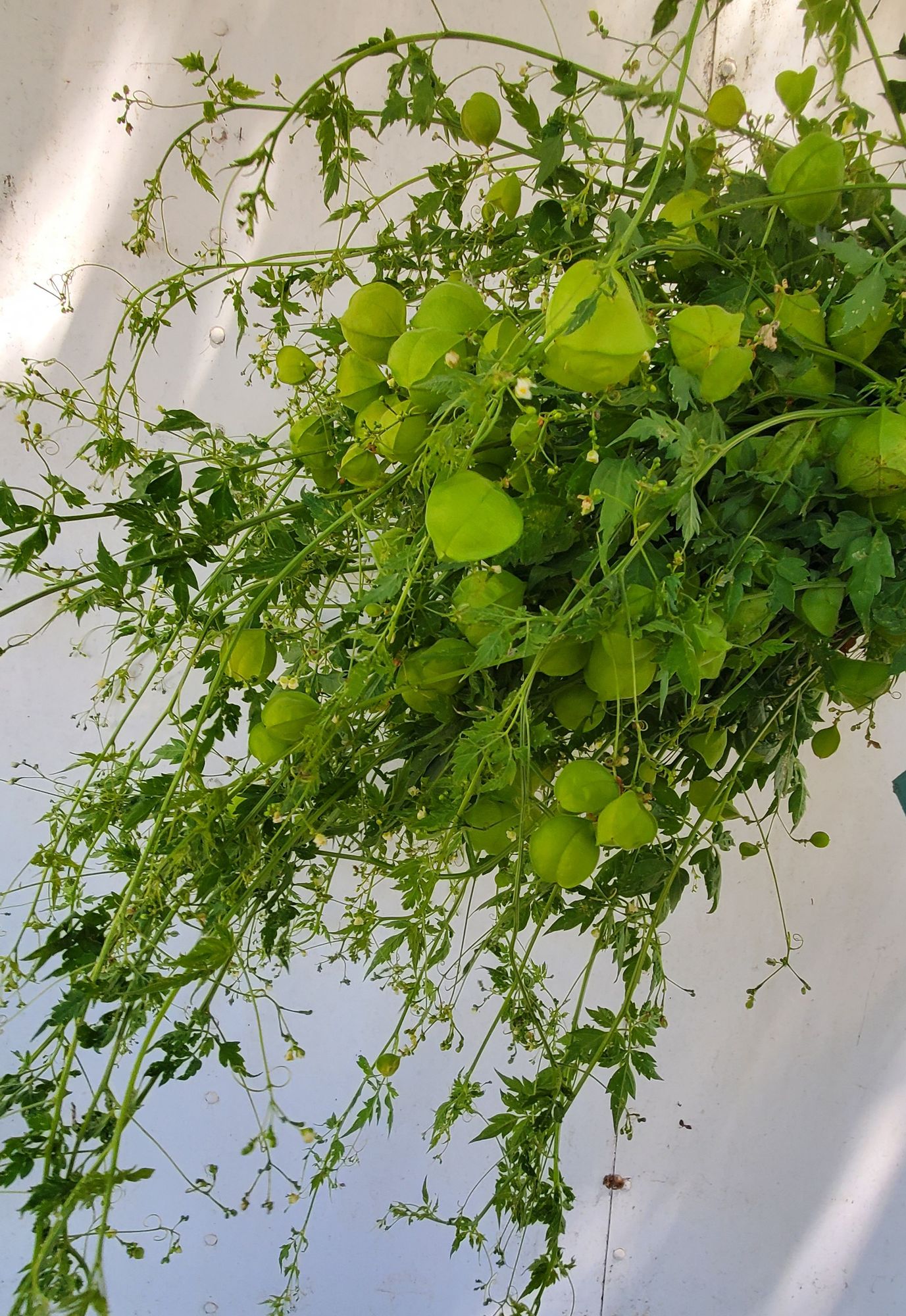 CARDIOSPERMUM halicacabum