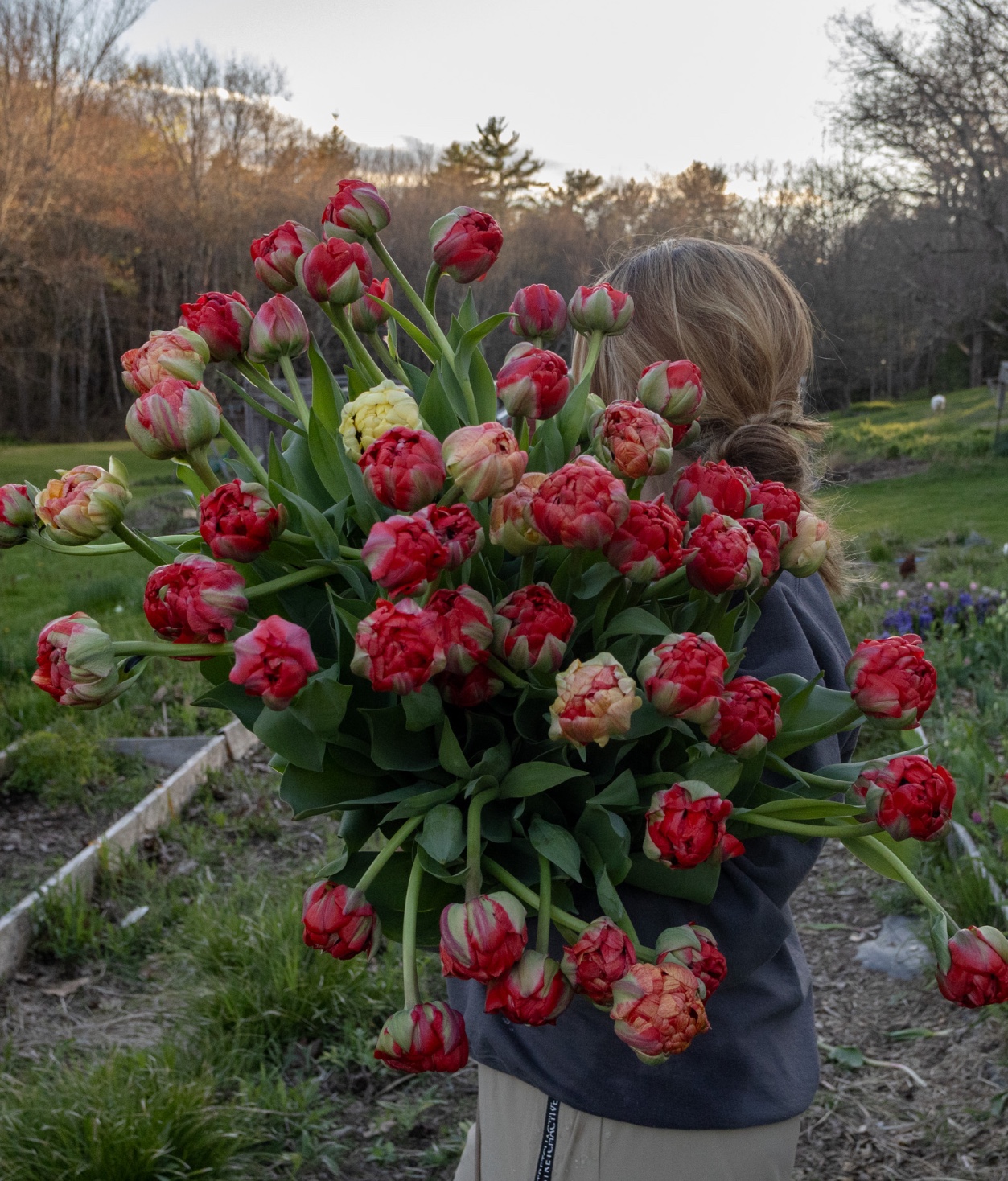 TULIPA Gudoshnik Double