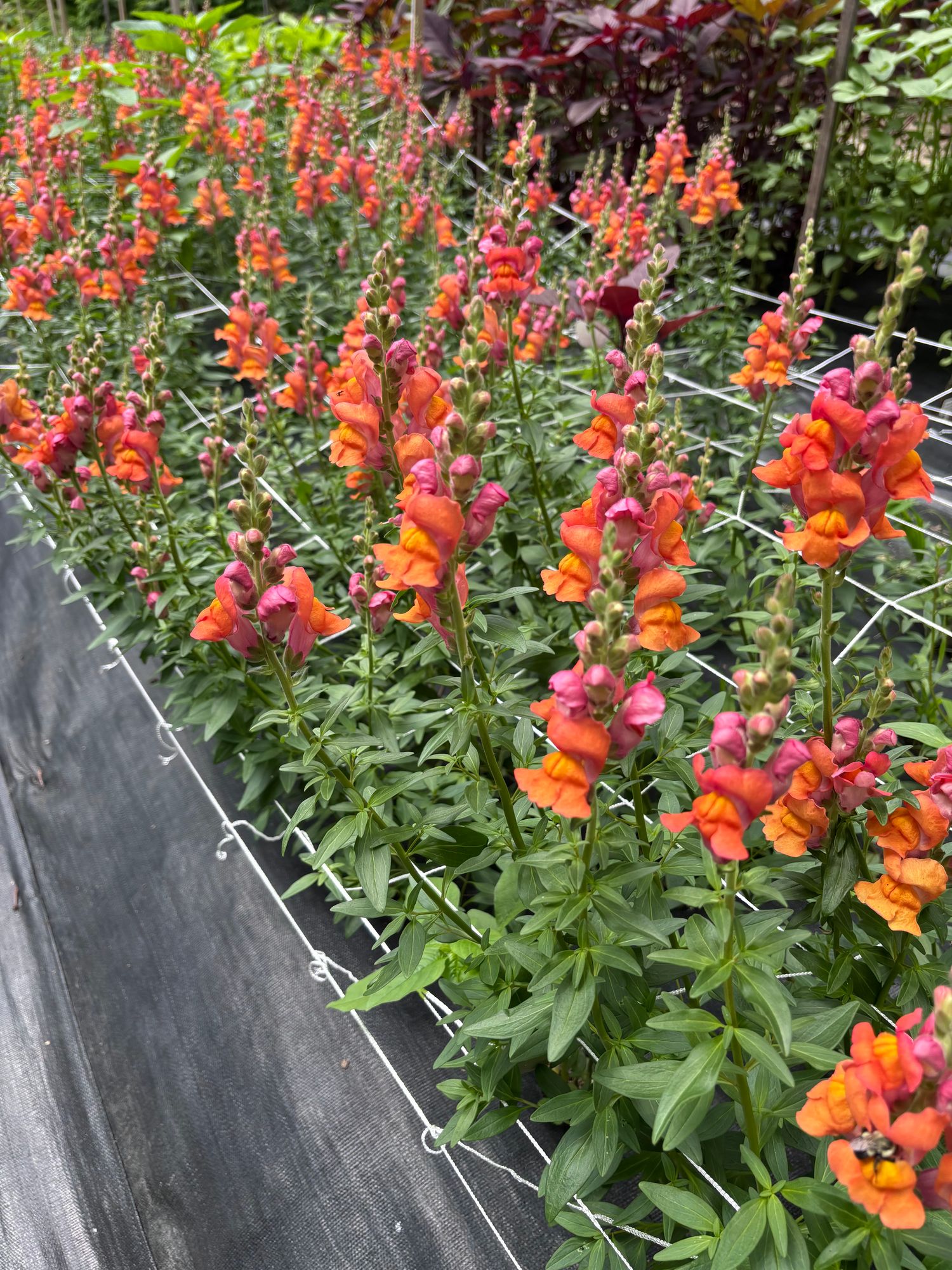 ANTIRRHINUM majus Potomac Dark Orange
