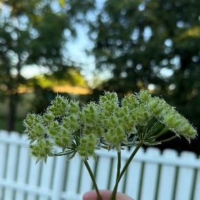 ORLAYA grandiflora
