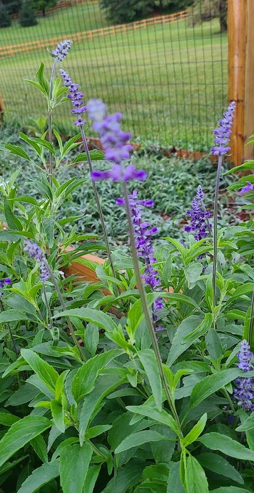SALVIA farinacea Victoria Blue