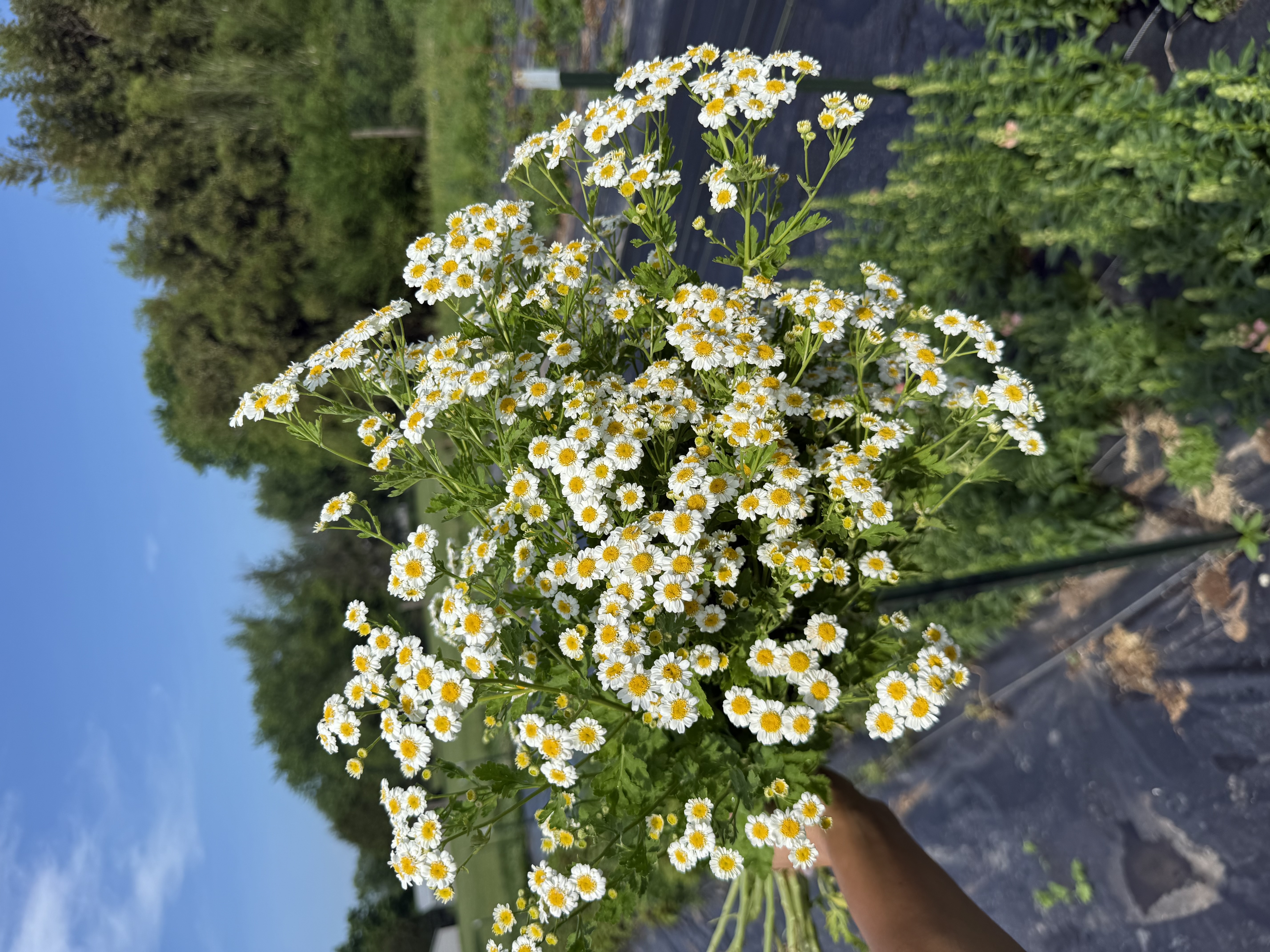 TANACETUM parthenium Magic Single