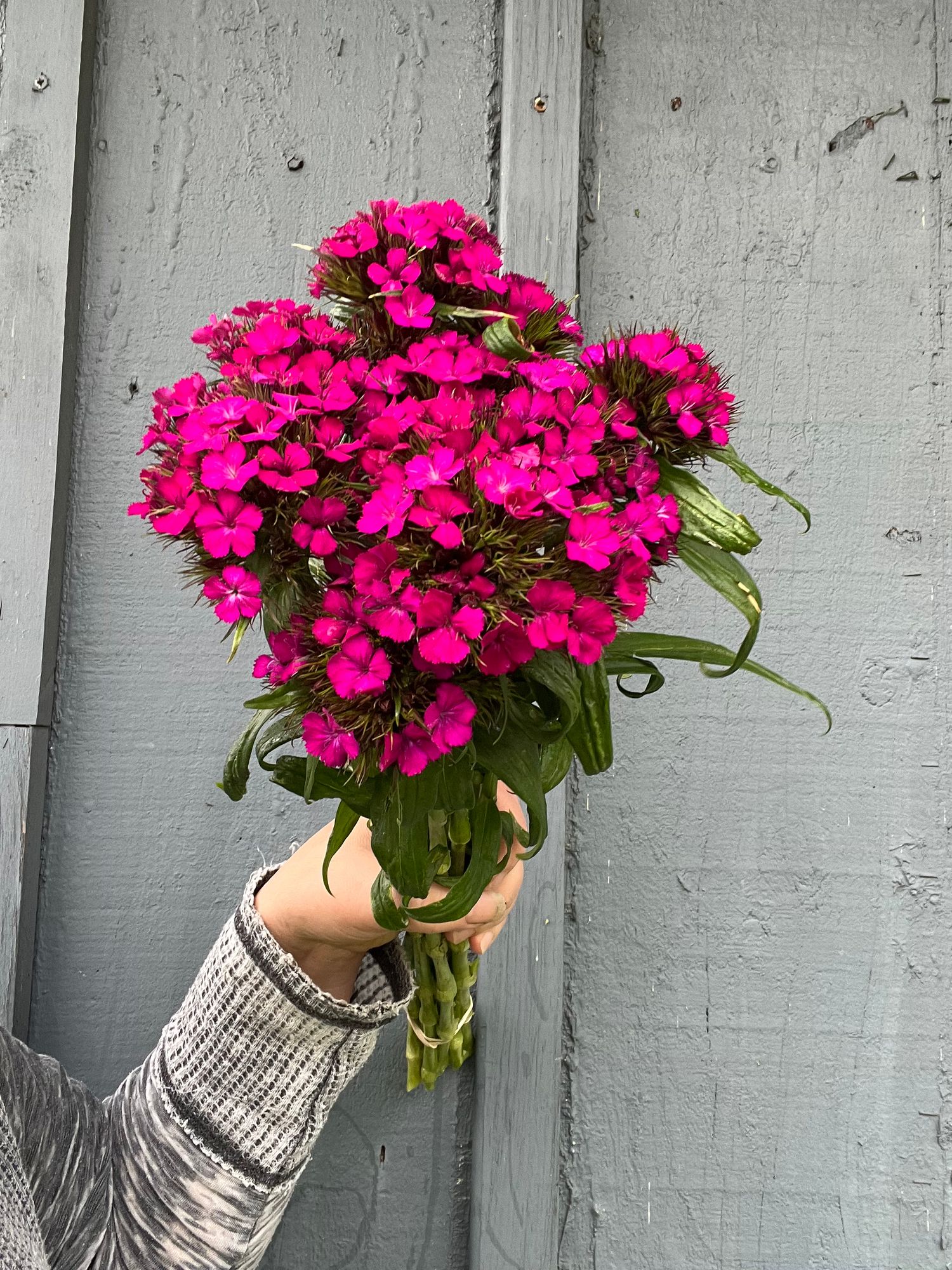 DIANTHUS barbatus Sweet