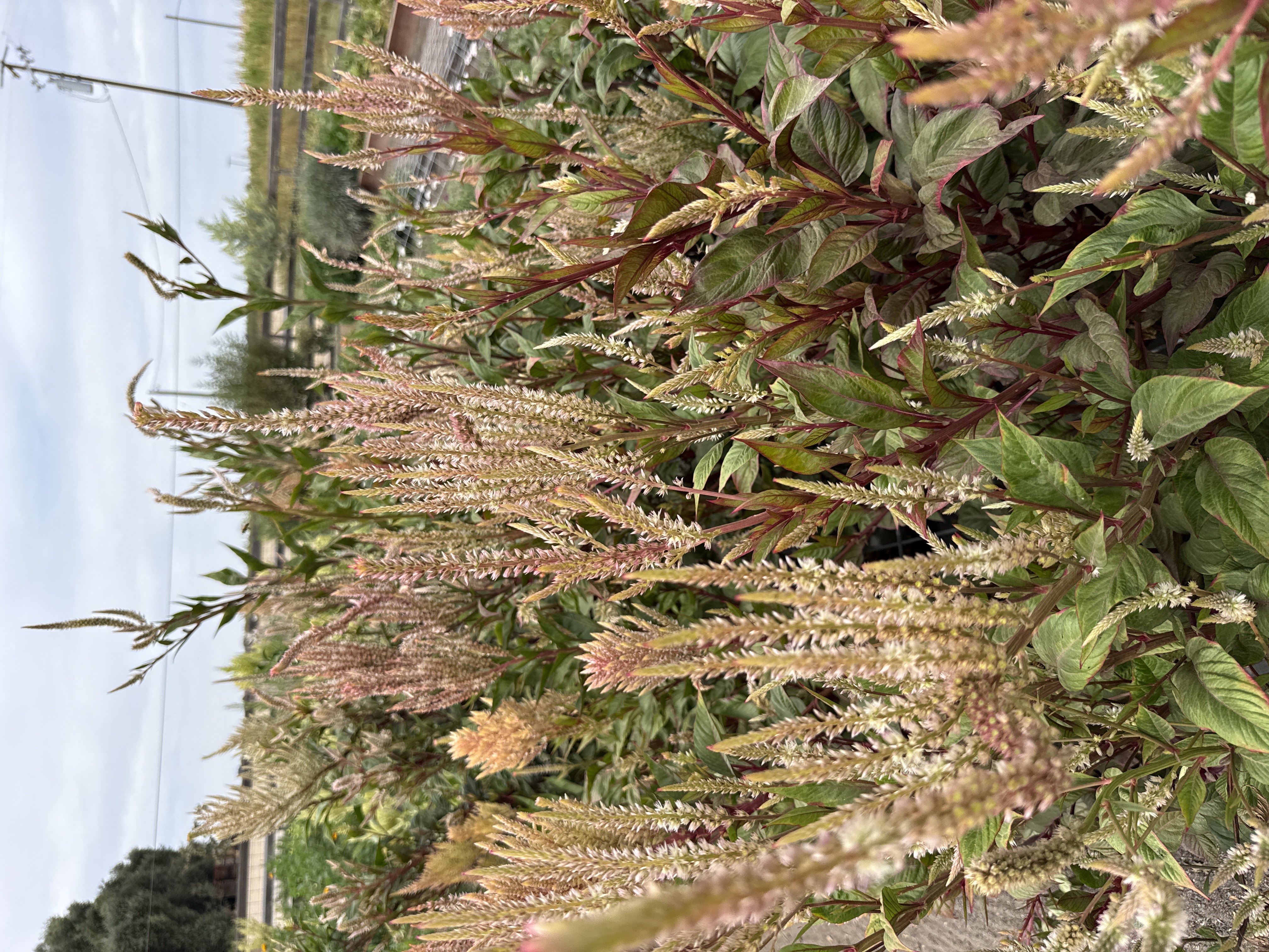 CELOSIA argentea var. plumosa Texas Plume Vintage Rose