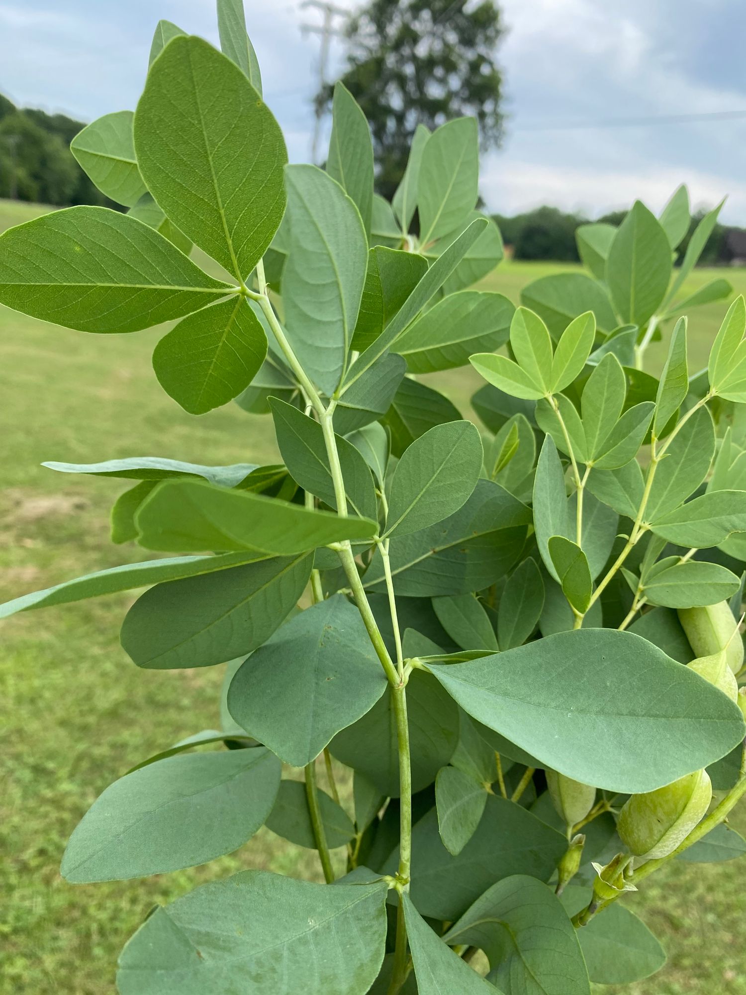 BAPTISIA australis
