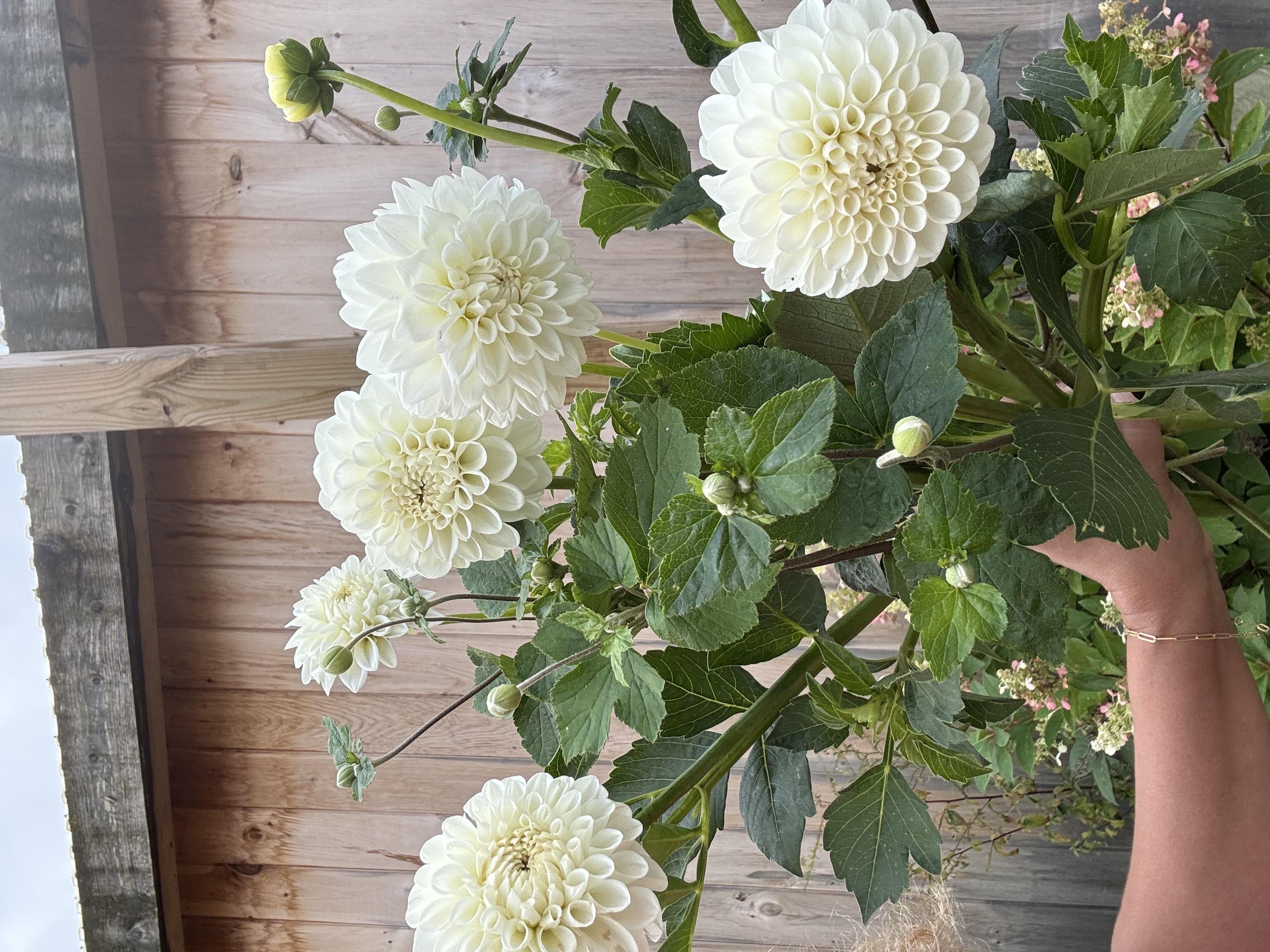 DAHLIA Boom Boom White