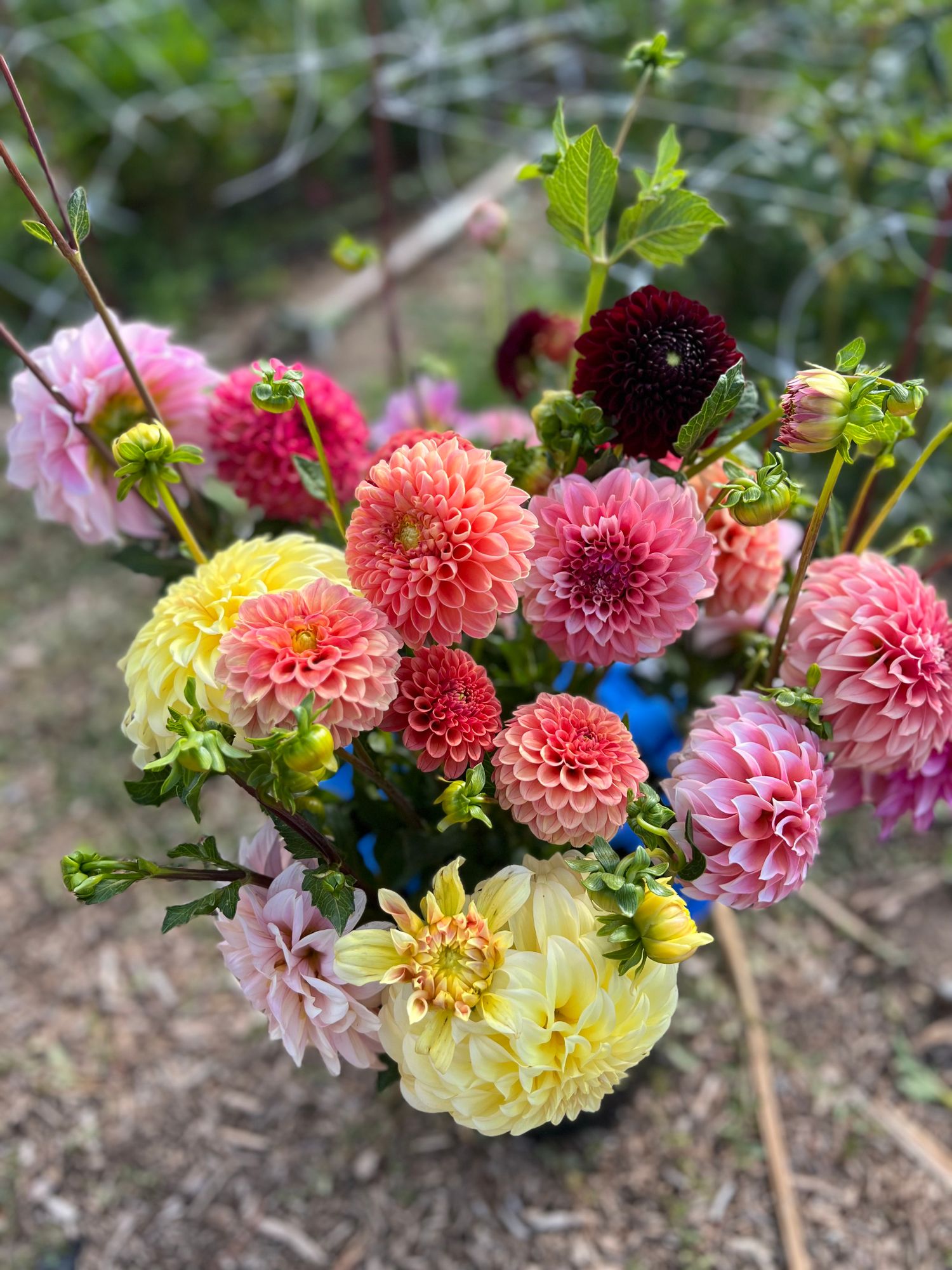 DAHLIA