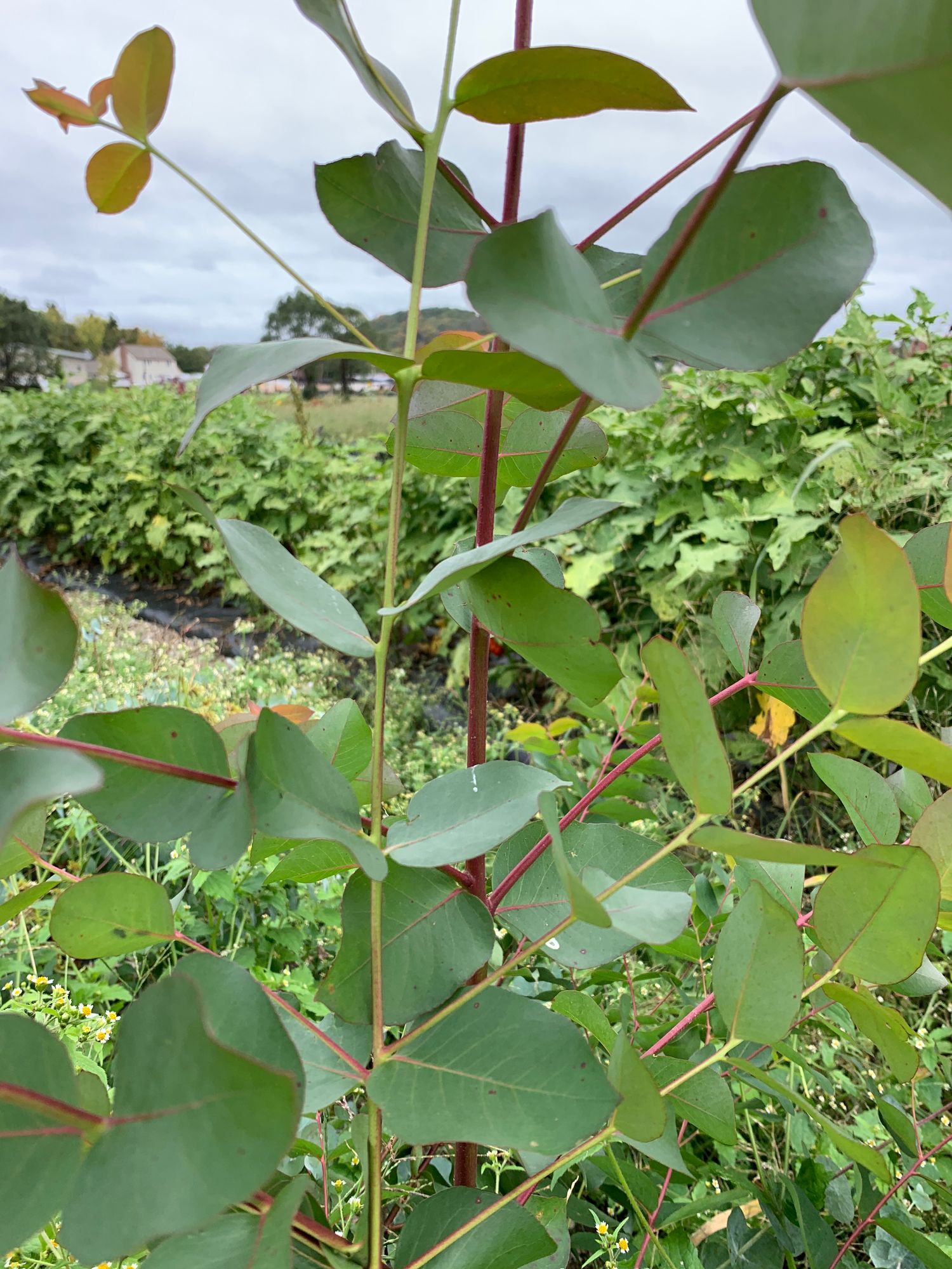 EUCALYPTUS