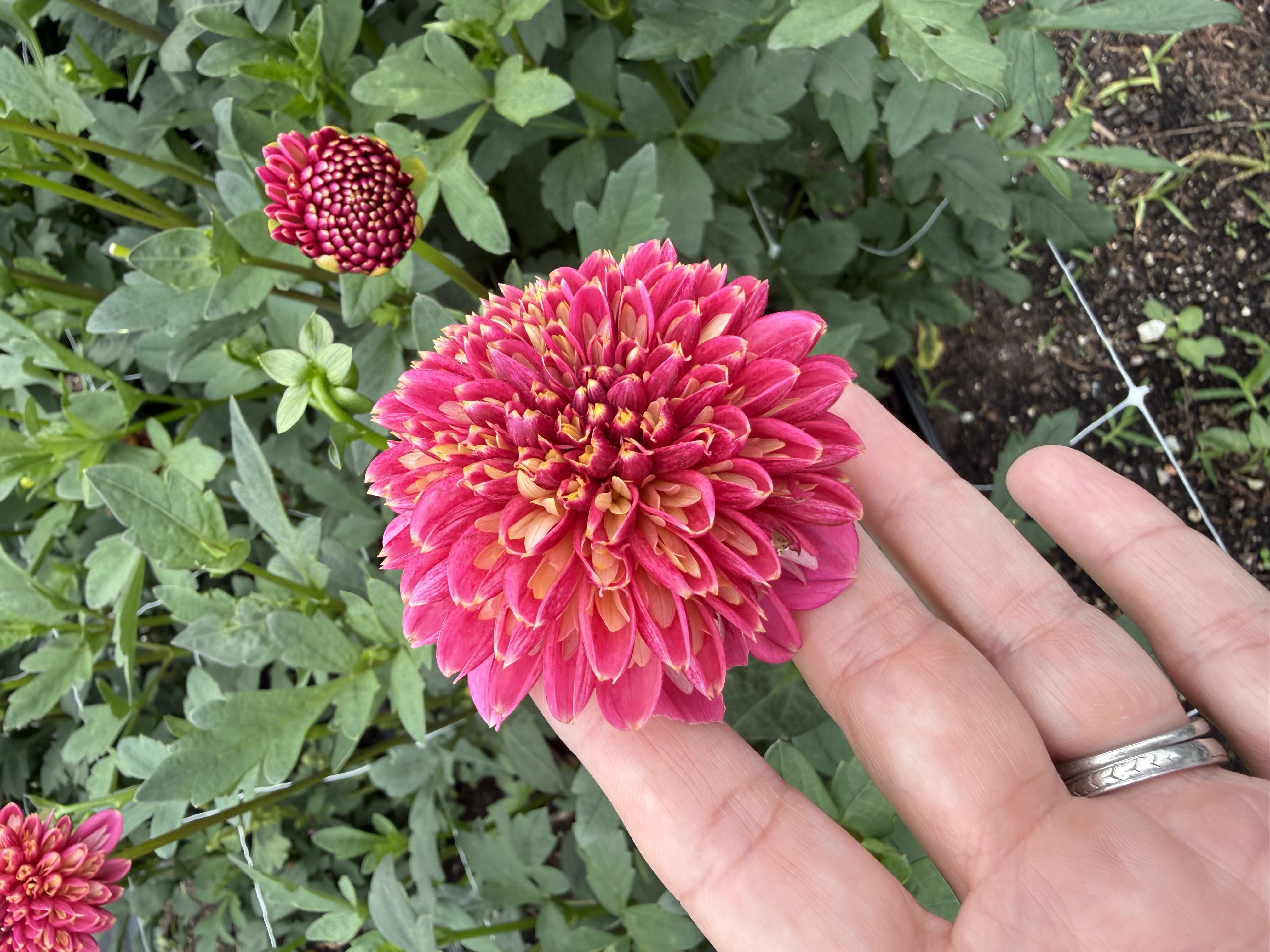 DAHLIA Anemone