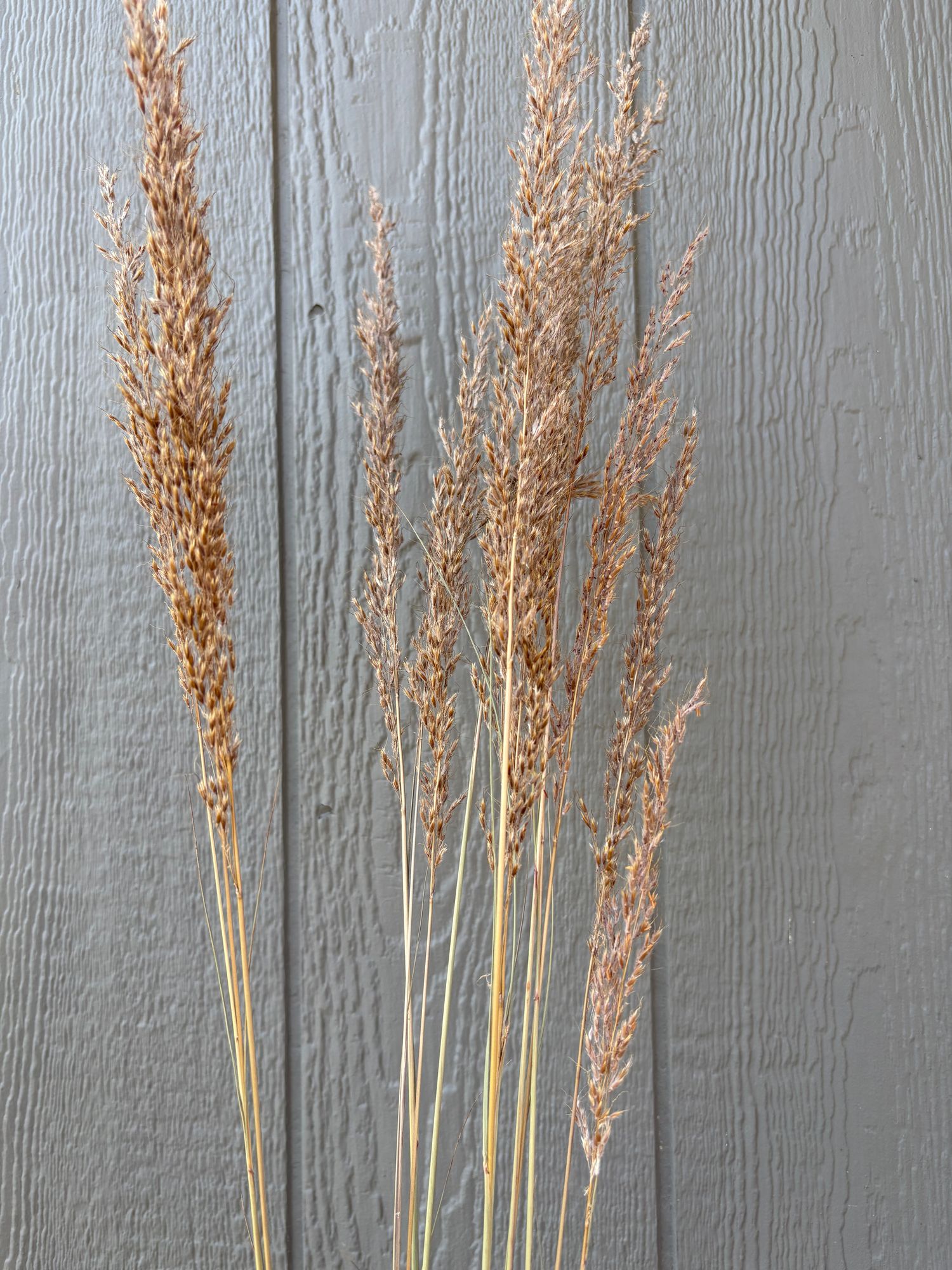 ORNAMENTAL GRASS