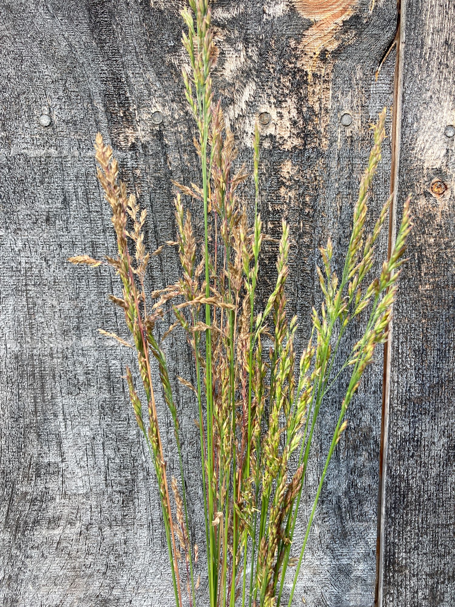 ORNAMENTAL GRASS
