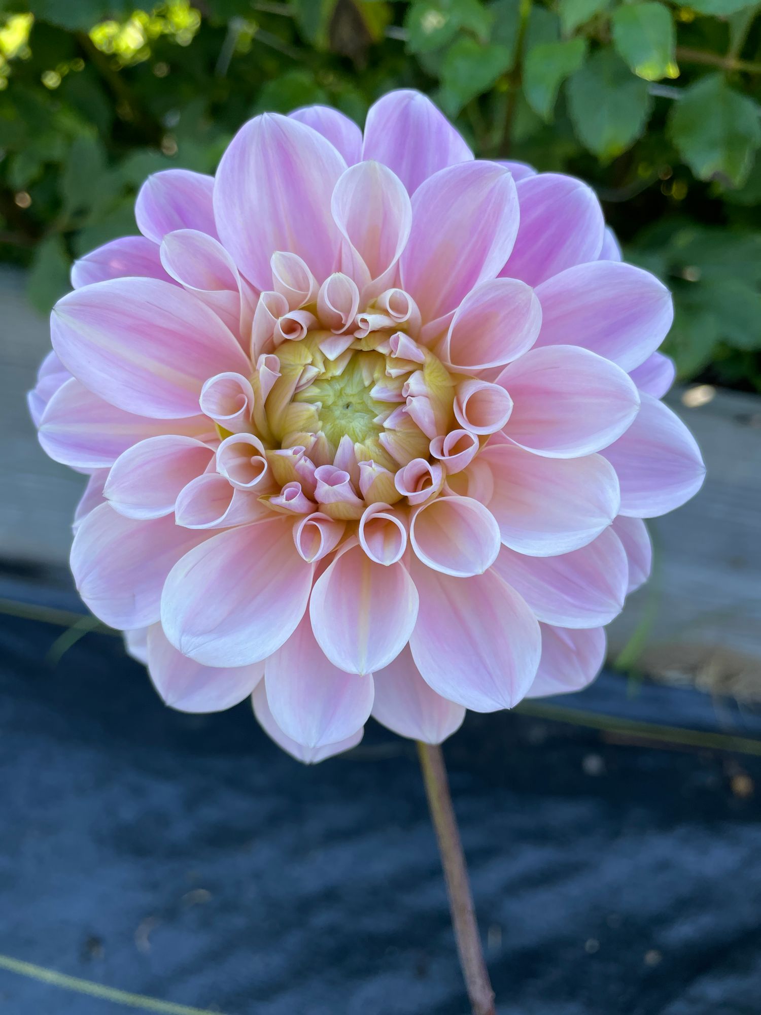 DAHLIA Sweet Nathalie