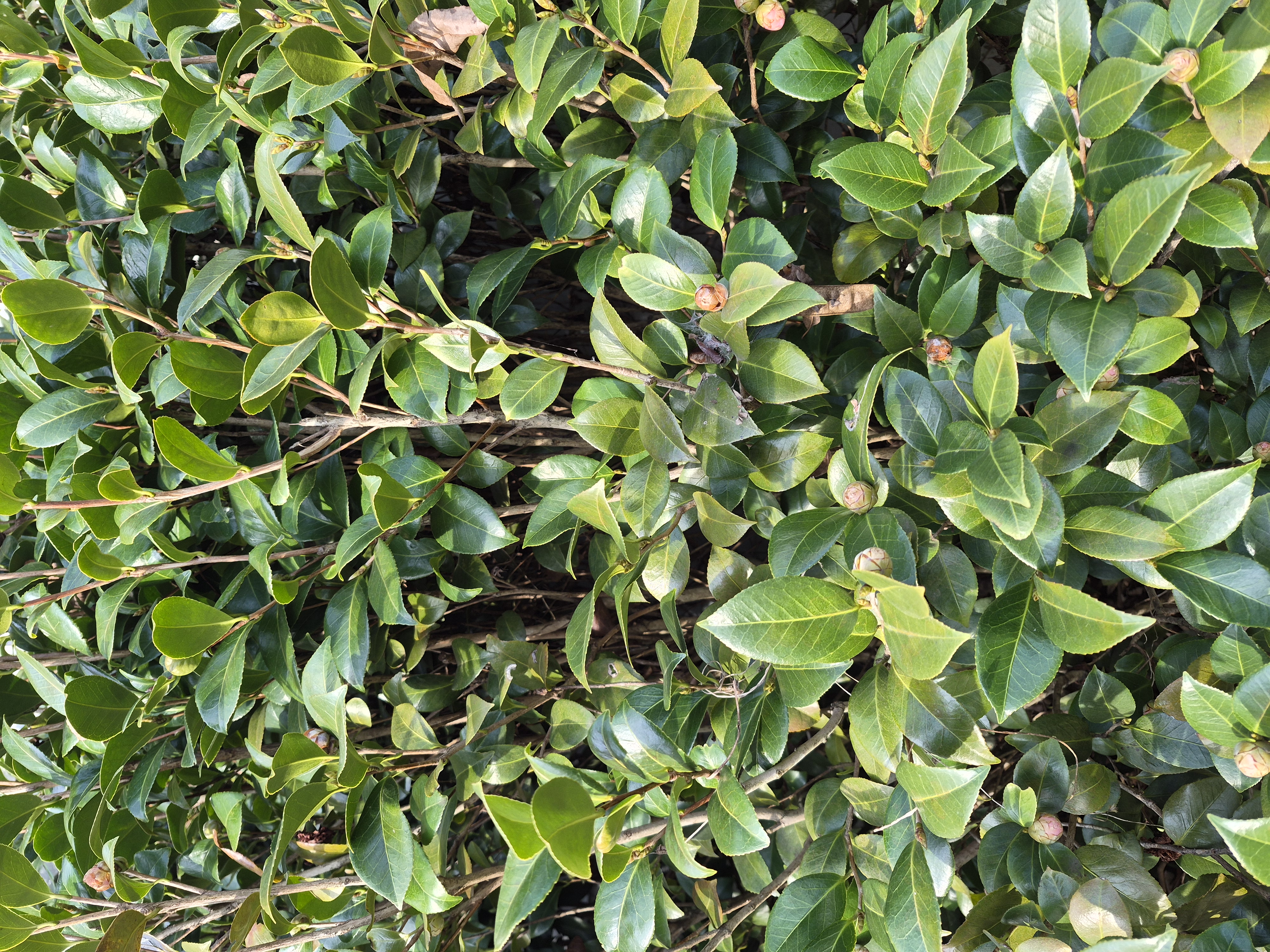CAMELLIA