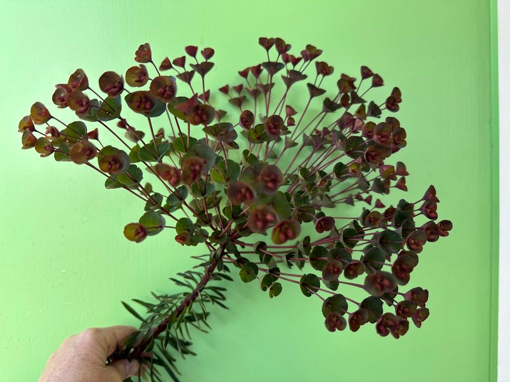 EUPHORBIA polychroma