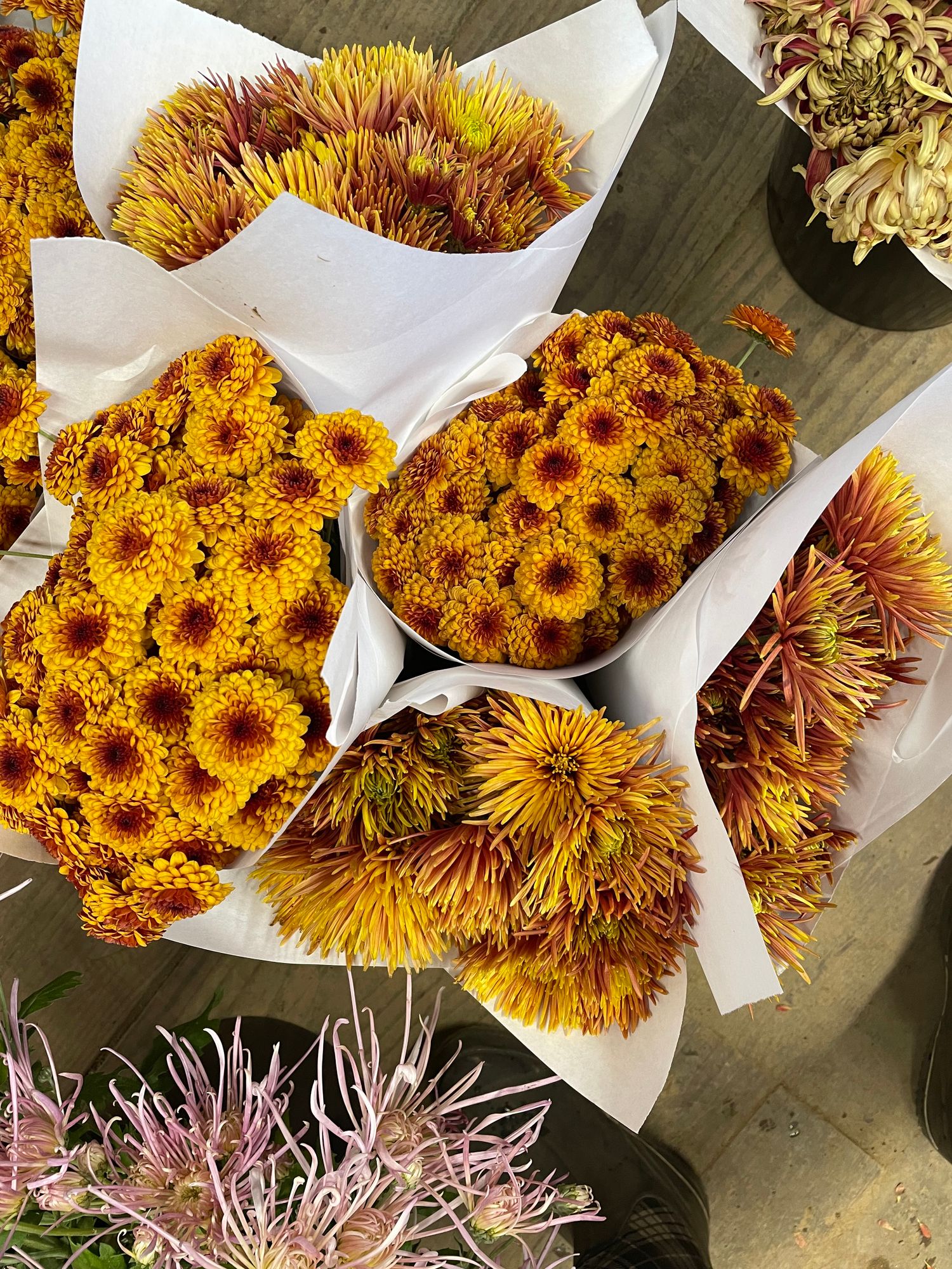 CHRYSANTHEMUM