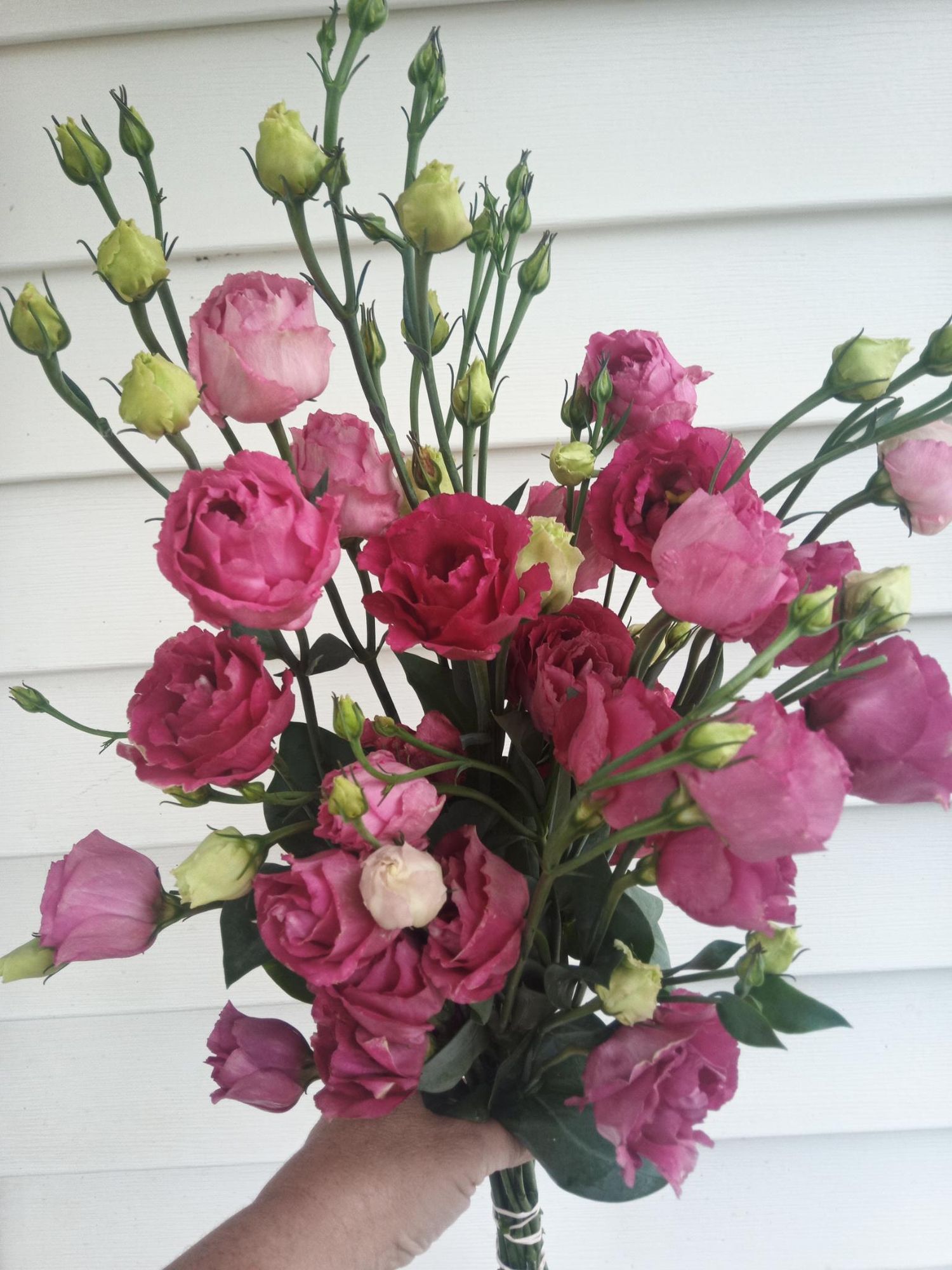 EUSTOMA grandiflorum