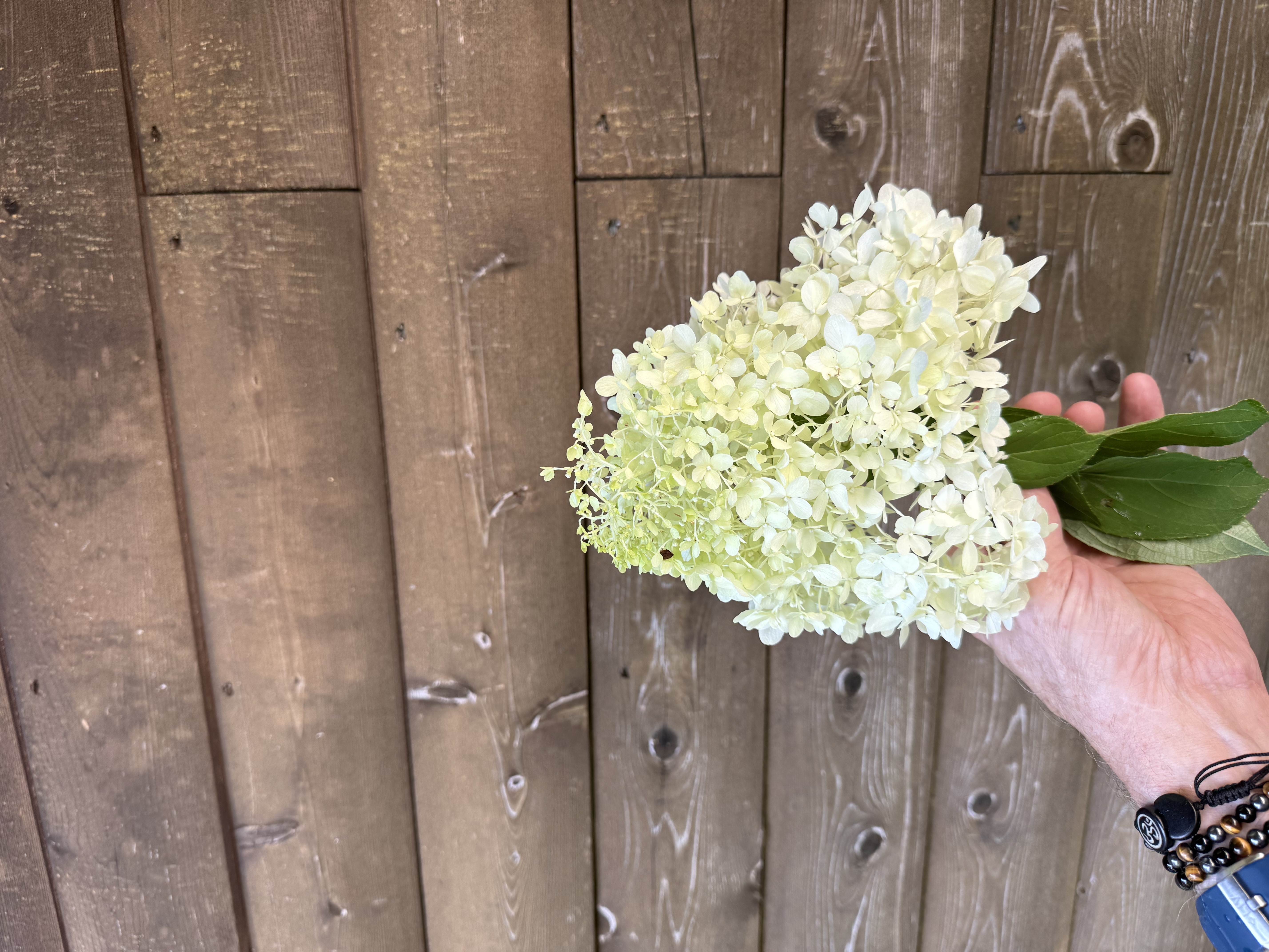 HYDRANGEA paniculata