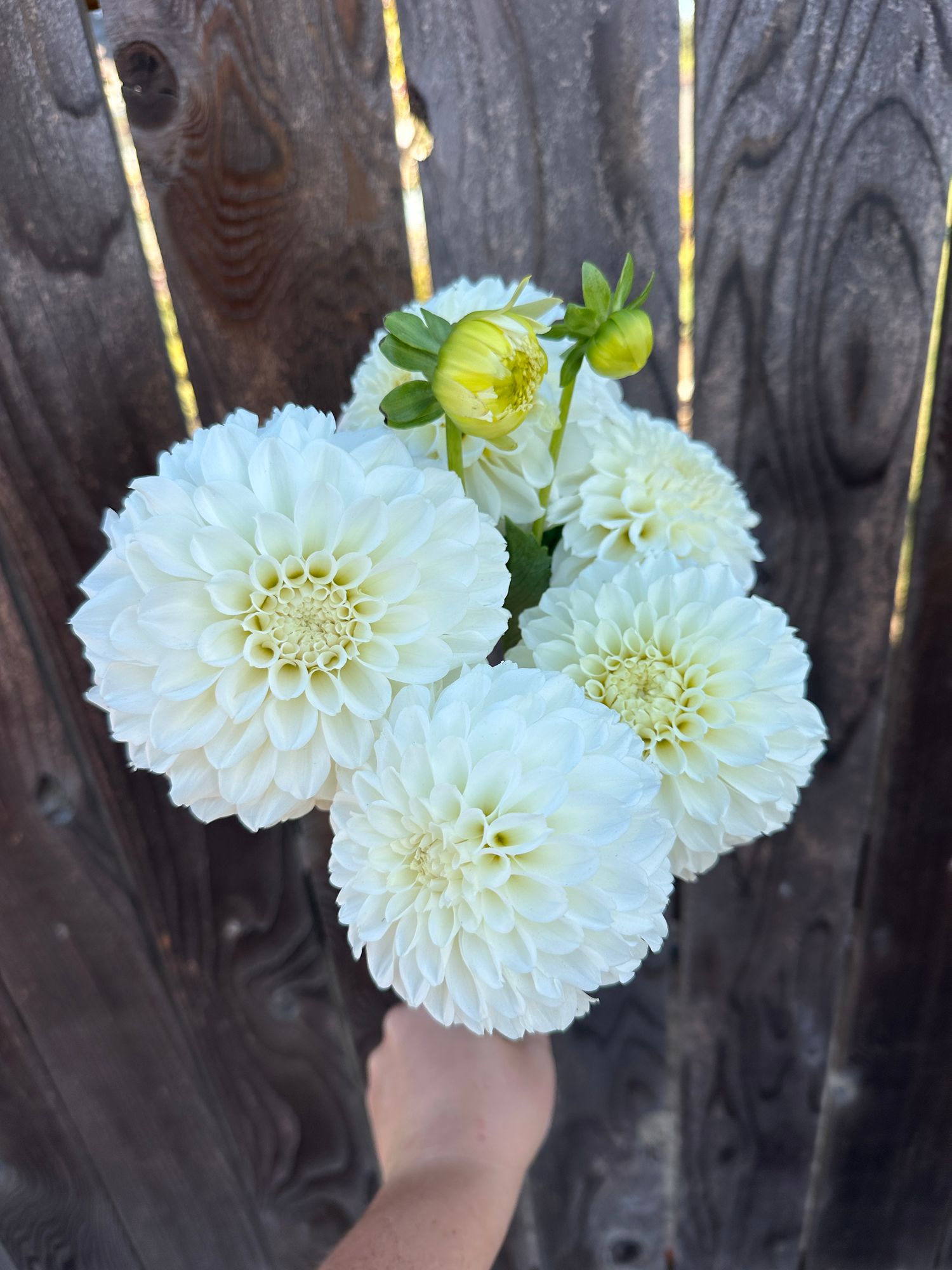 DAHLIA Irish Ruffles
