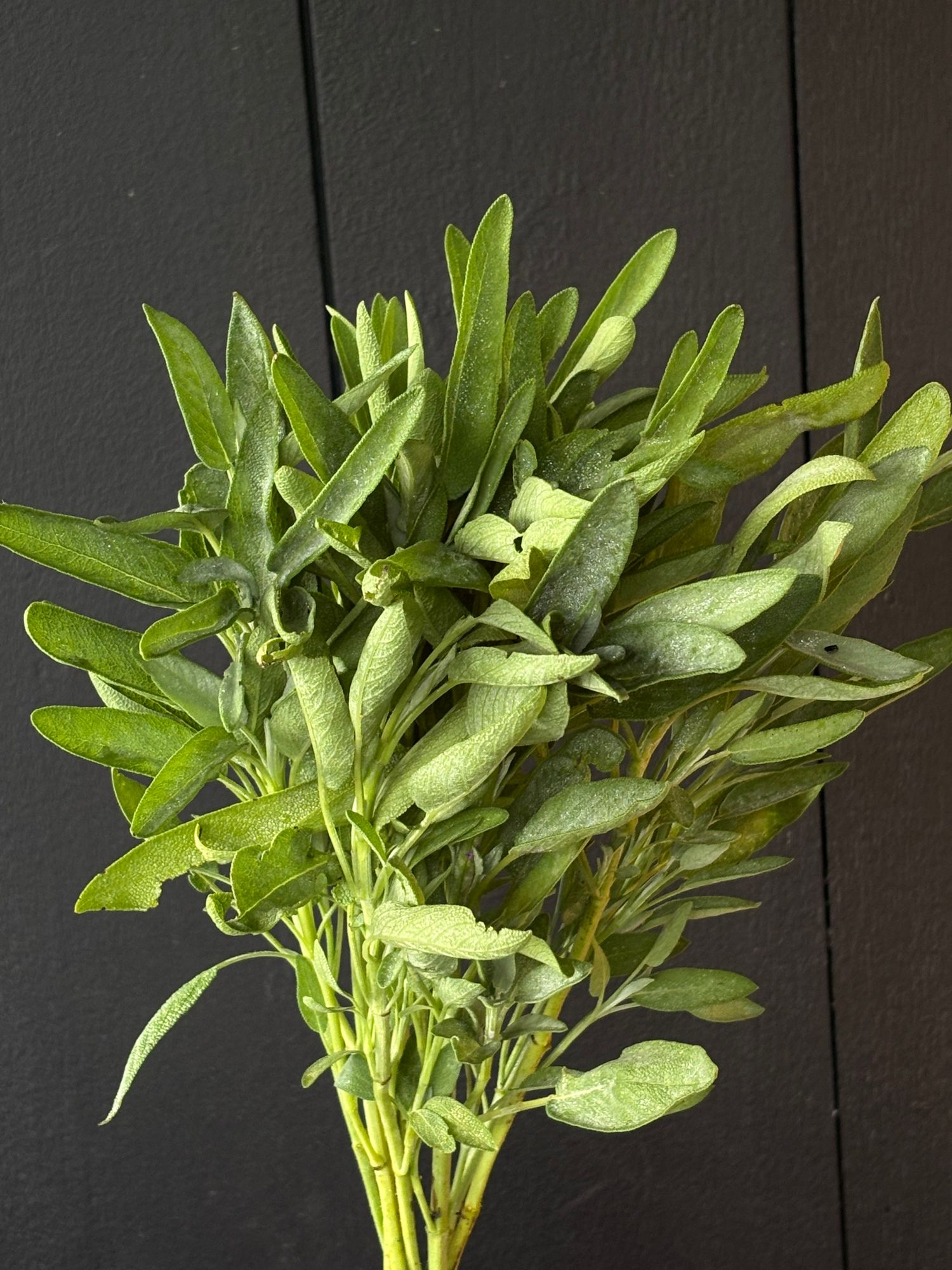 SALVIA officinalis