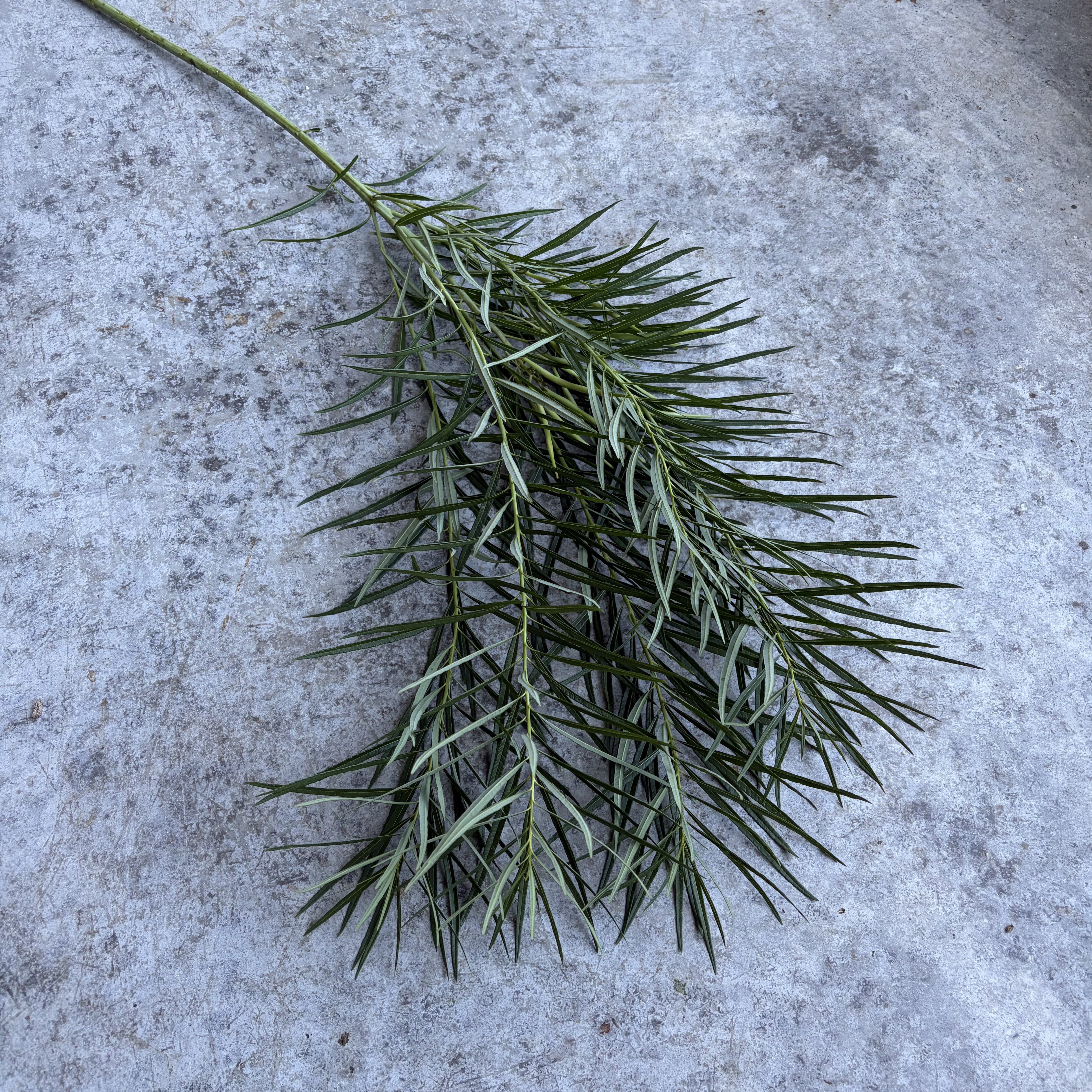 AMSONIA tabernaemontana