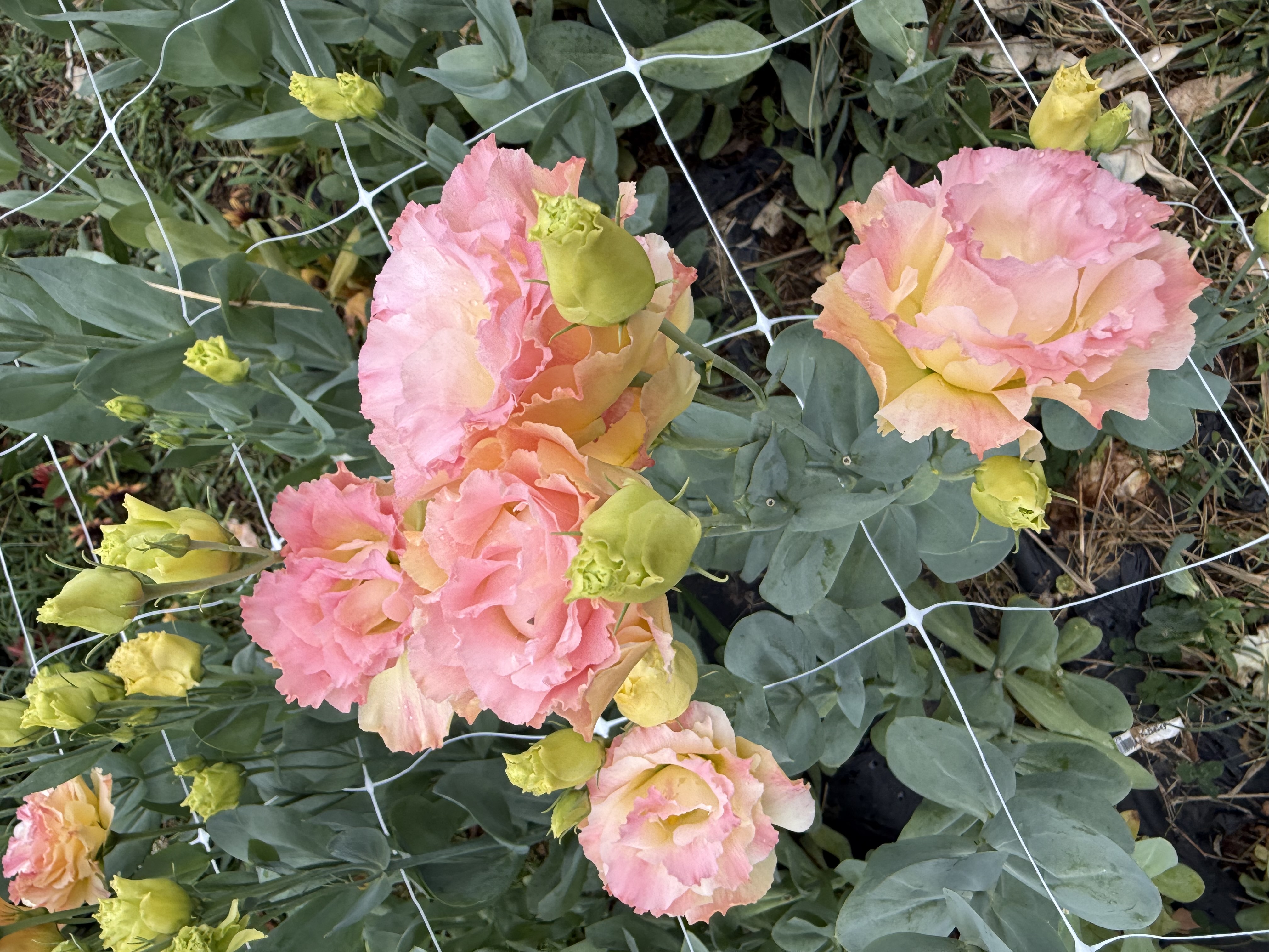 EUSTOMA grandiflorum
