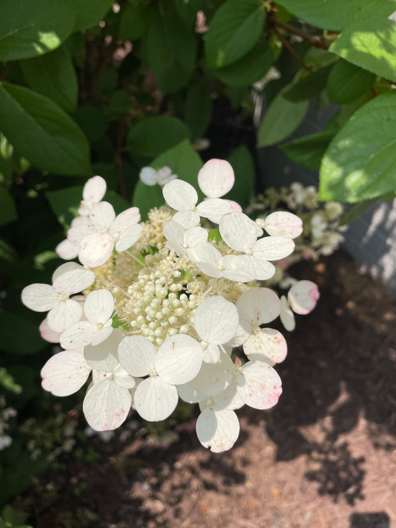 HYDRANGEA paniculata