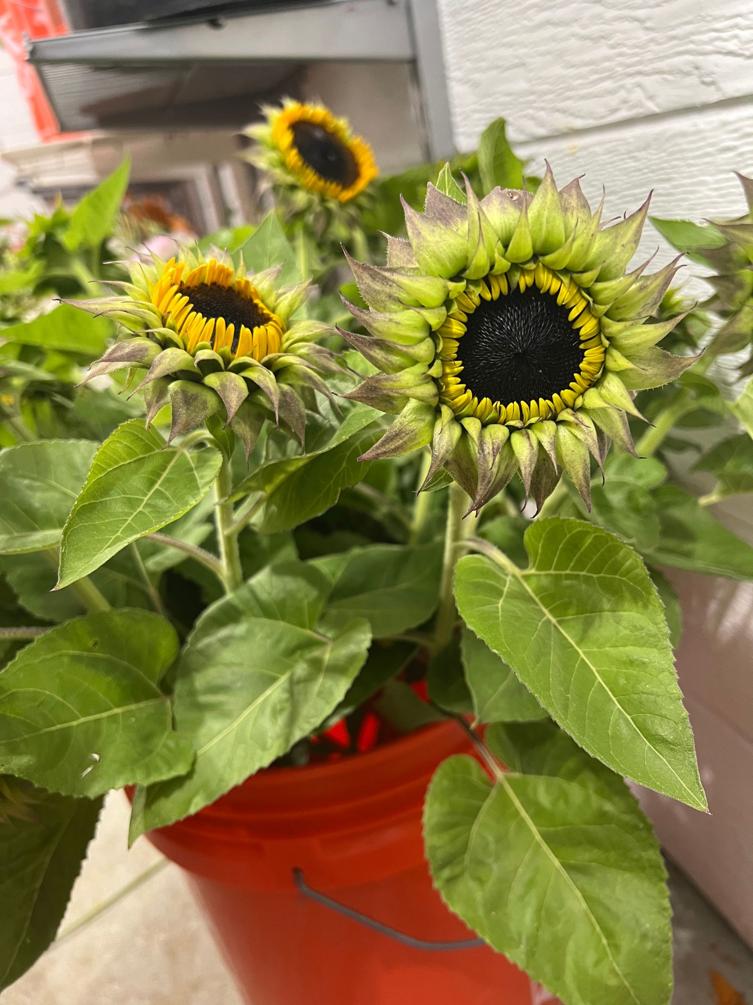 HELIANTHUS annuus Sun-Fill Purple