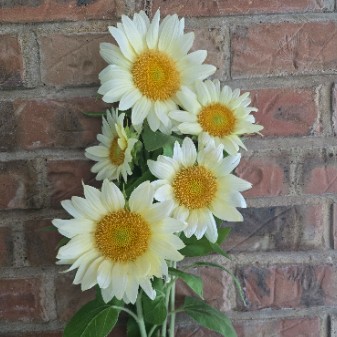 HELIANTHUS annuus ProCut White Lite