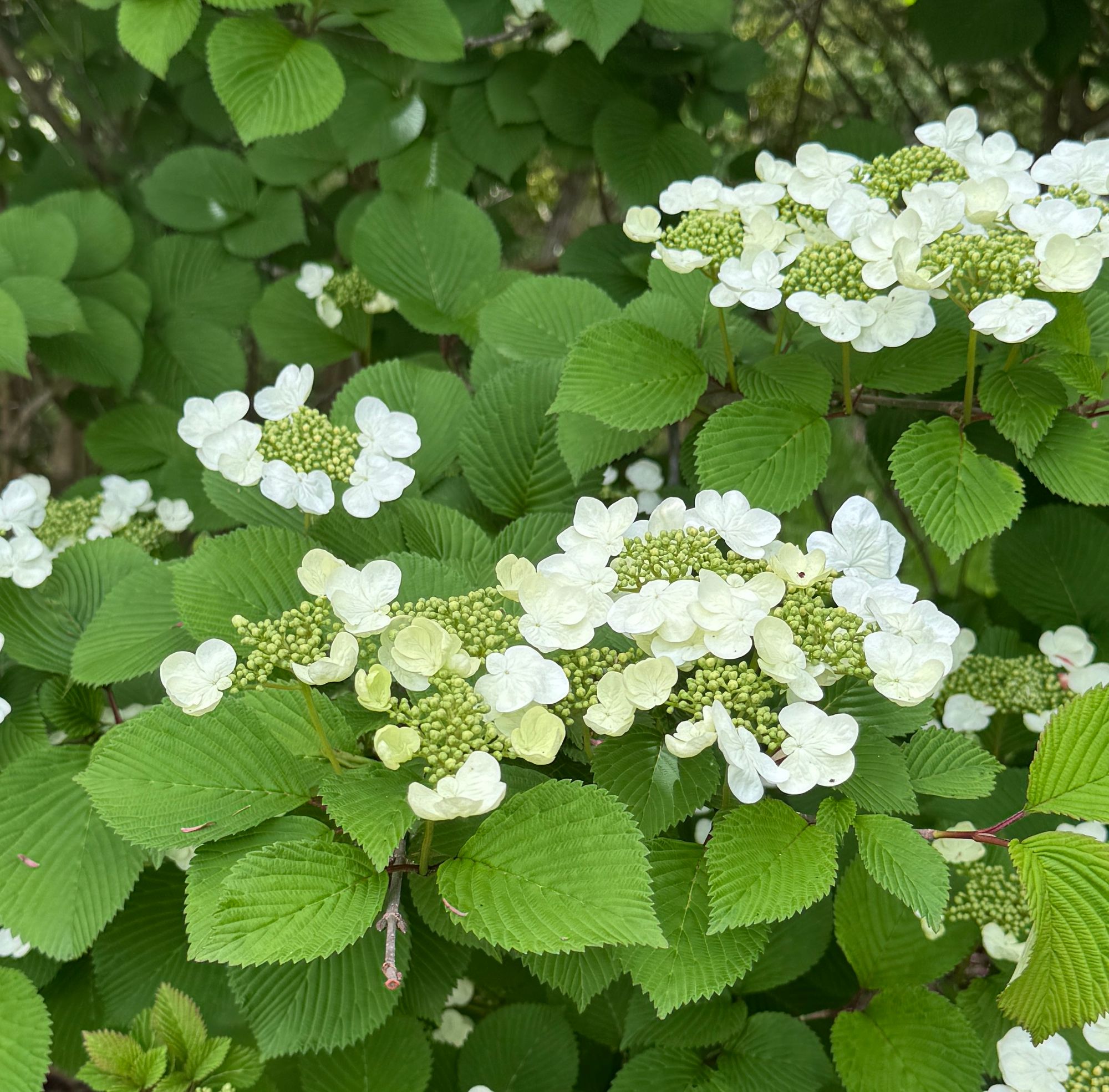VIBURNUM plicatum Shasta