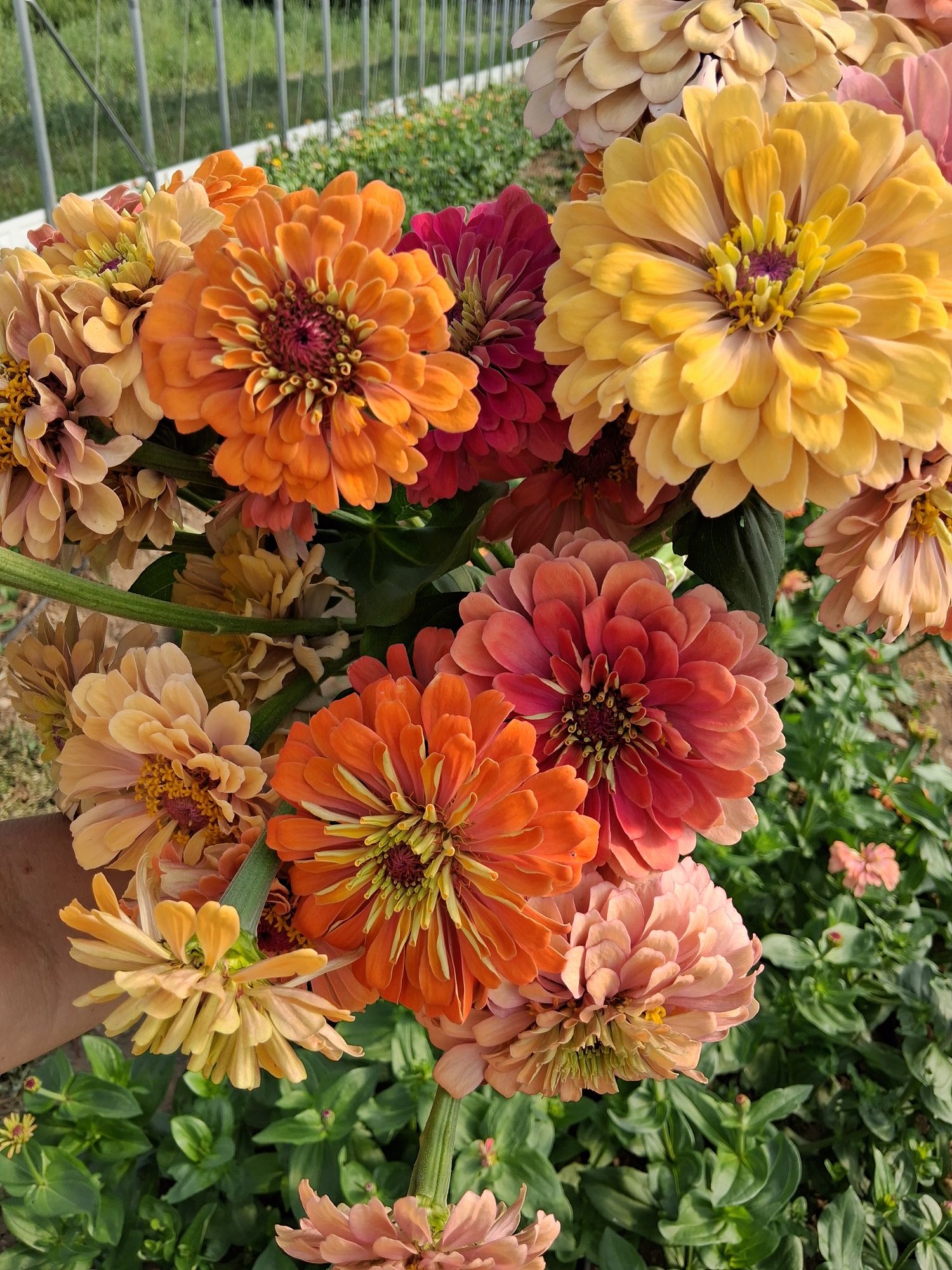 ZINNIA elegans Aurora